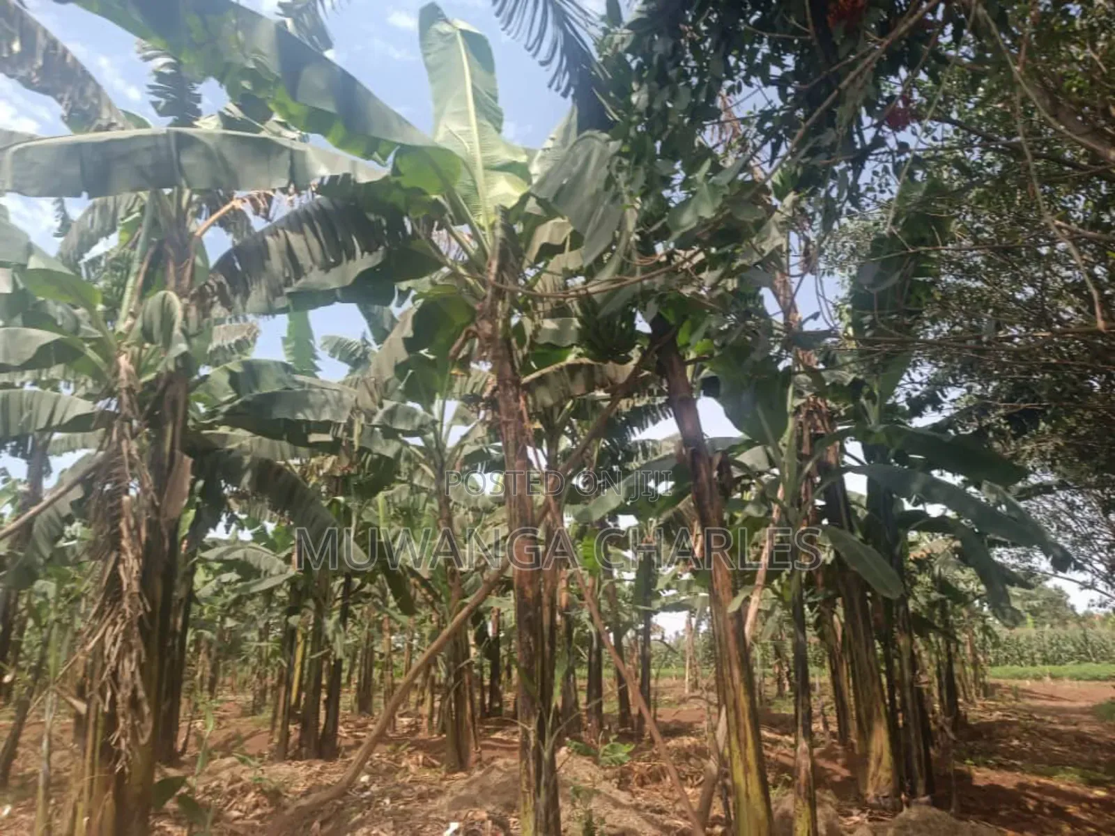 Land for Sale in Zirobwe in Zirobwe
