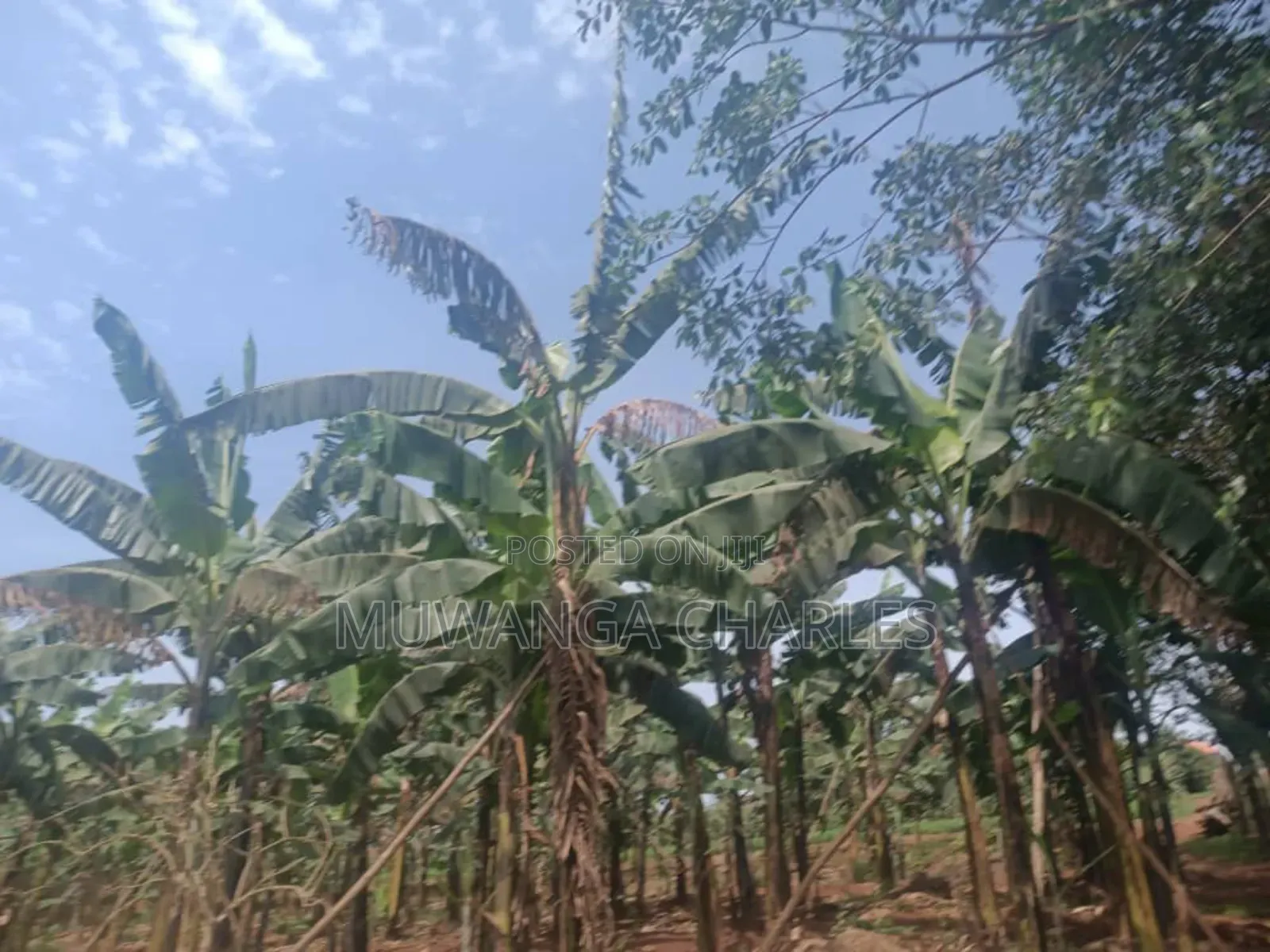 Land for Sale in Zirobwe in Zirobwe