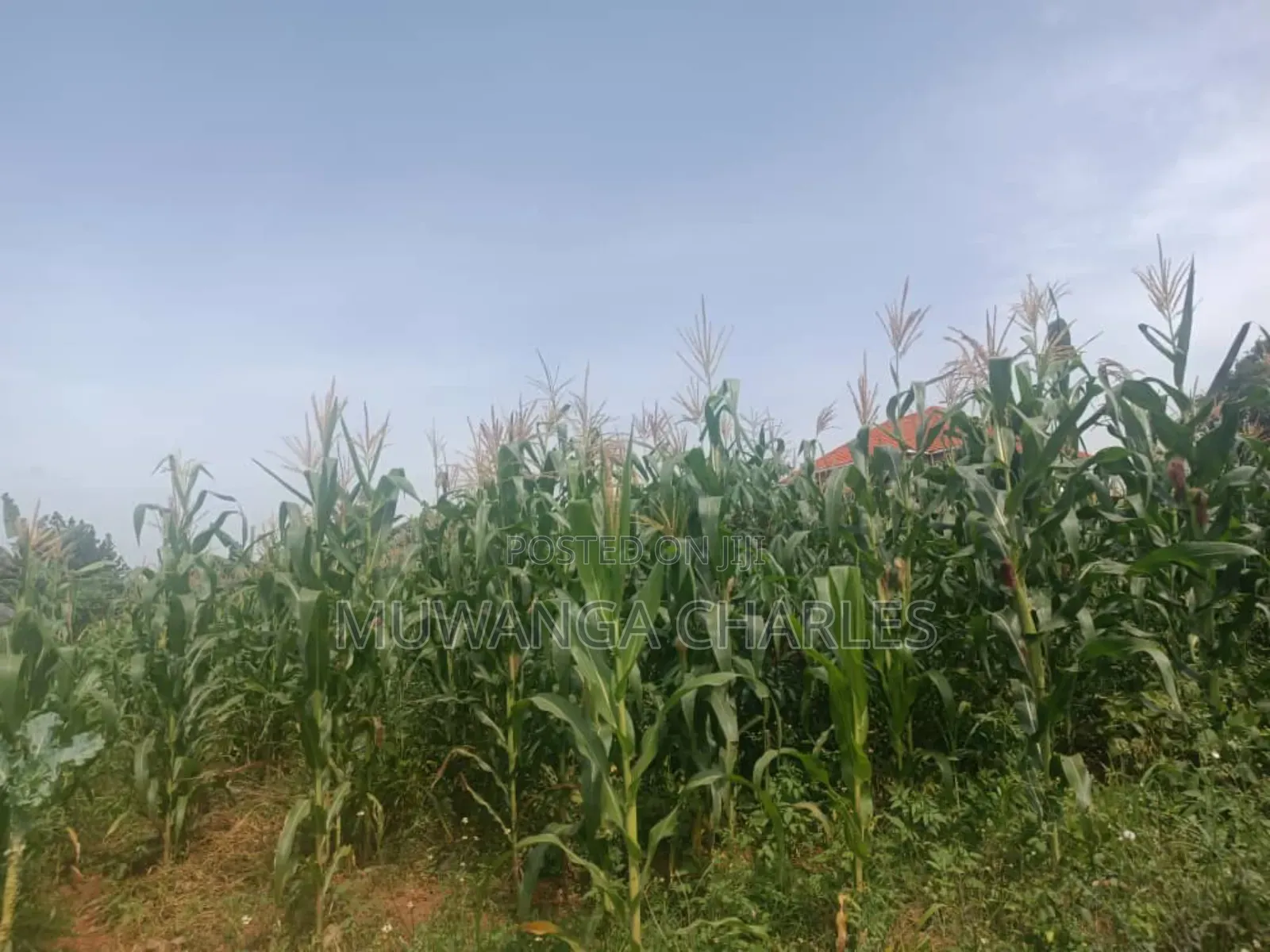 Land for Sale in Zirobwe in Zirobwe