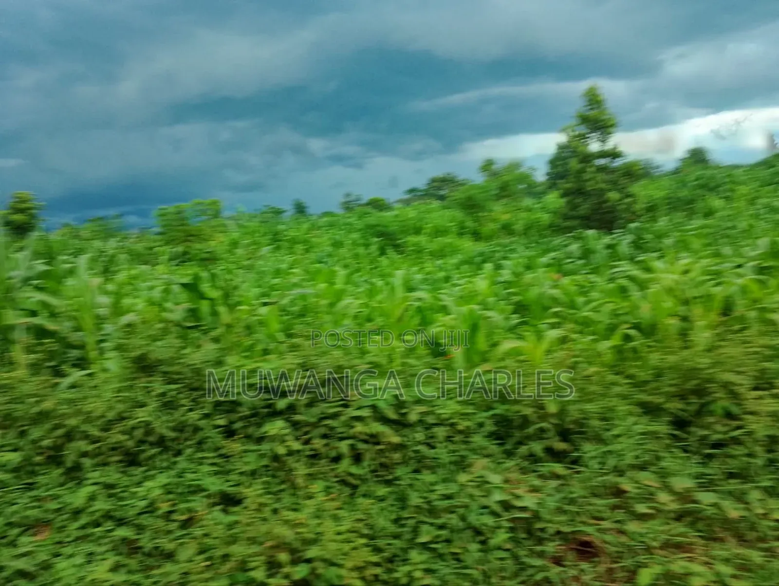 3acres I Land for Sale in Kalagala in Luwero / Luwero