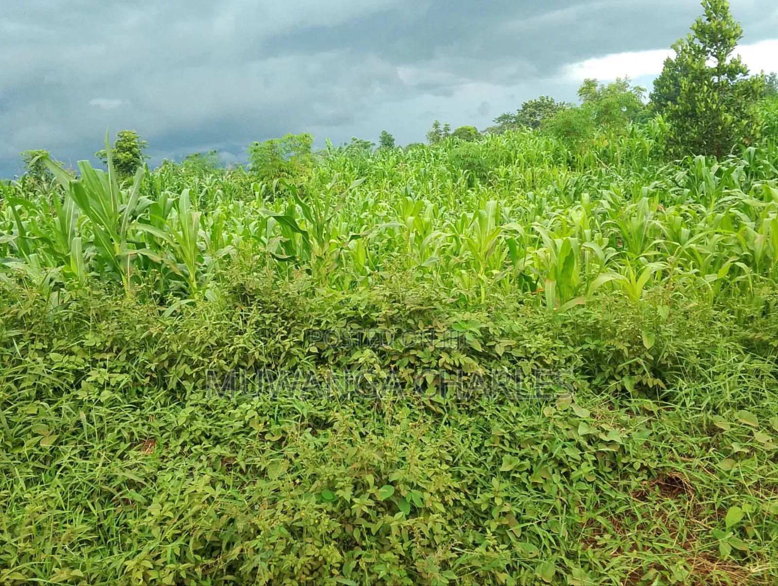 3acres I Land for Sale in Kalagala in Luwero / Luwero