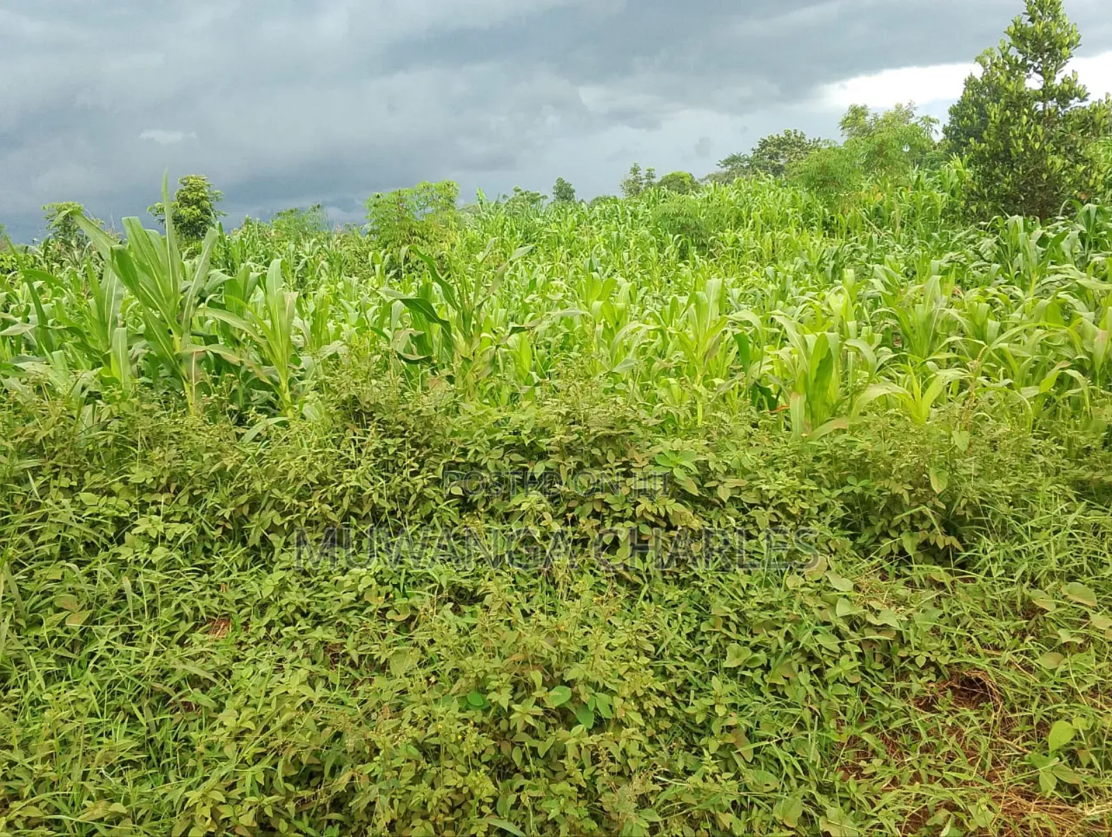 3acres I Land for Sale in Kalagala in Luwero / Luwero