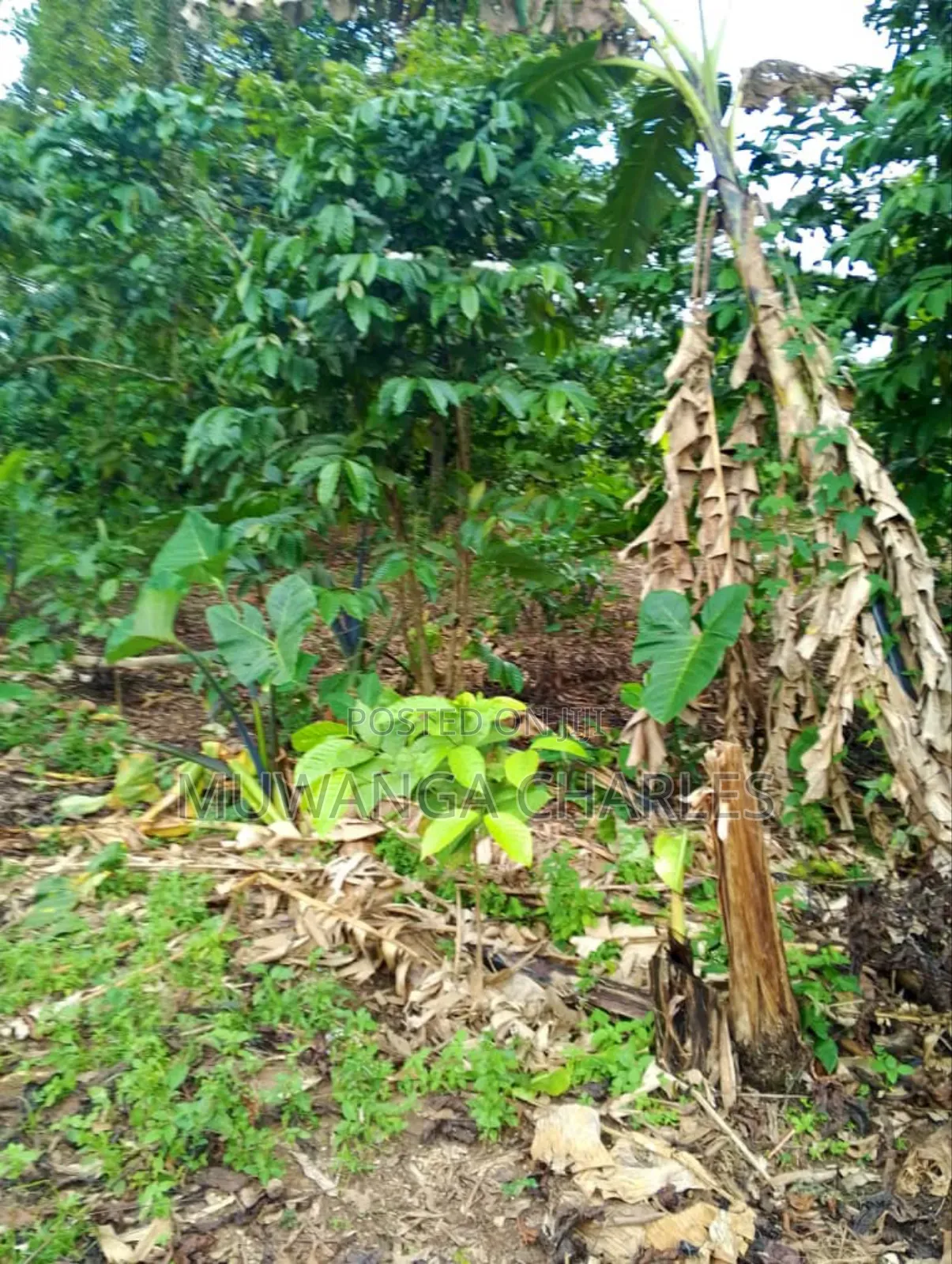 Plot for Sale in Kitetika in Division A