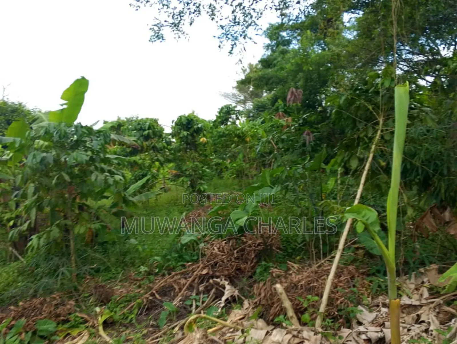 Plot for Sale in Kitetika in Division A