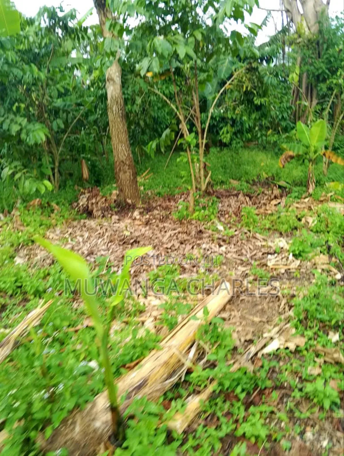 Plot for Sale in Kitetika in Division A