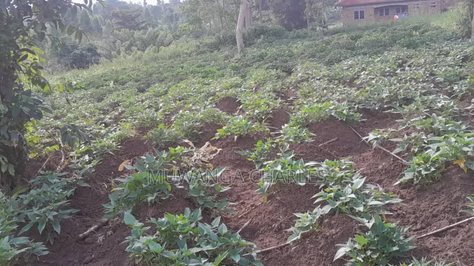 30decimasl of Land for Sale in Kyanja Kungu in Division A