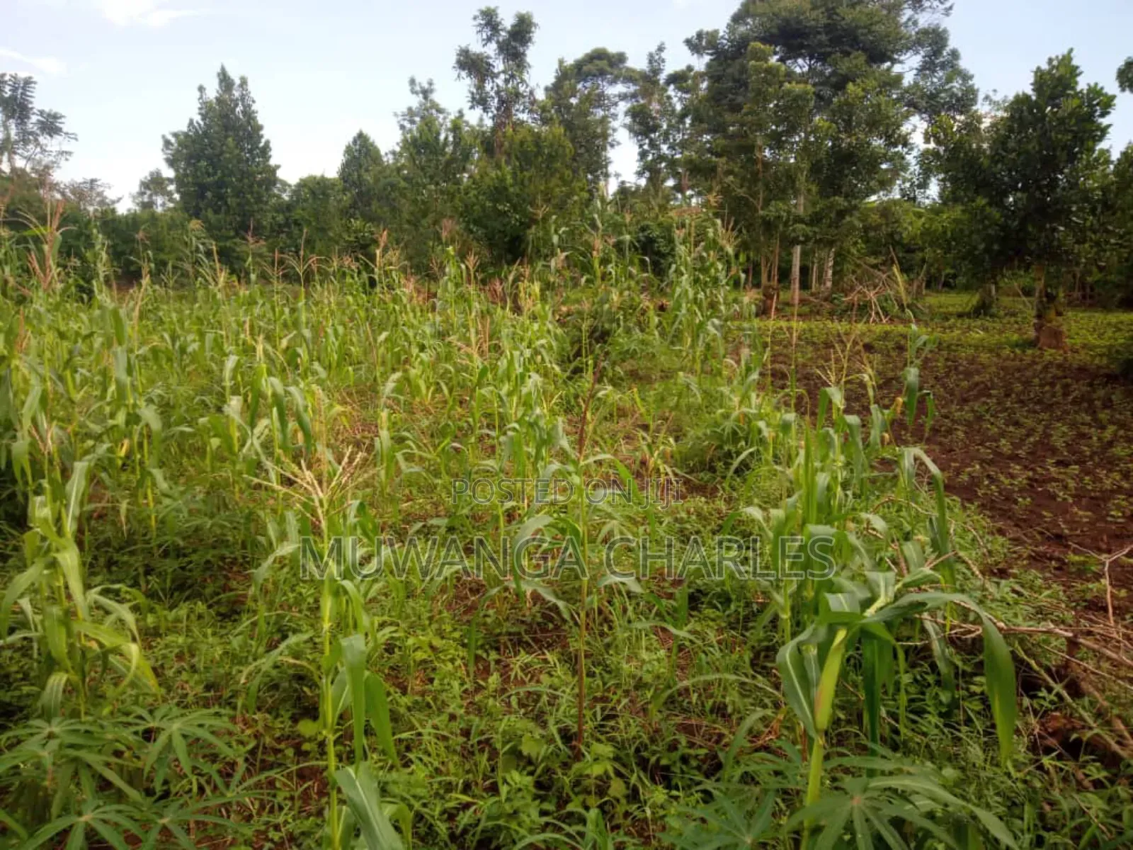 Land for Sale in Wabutungulu in Luwero / Luwero