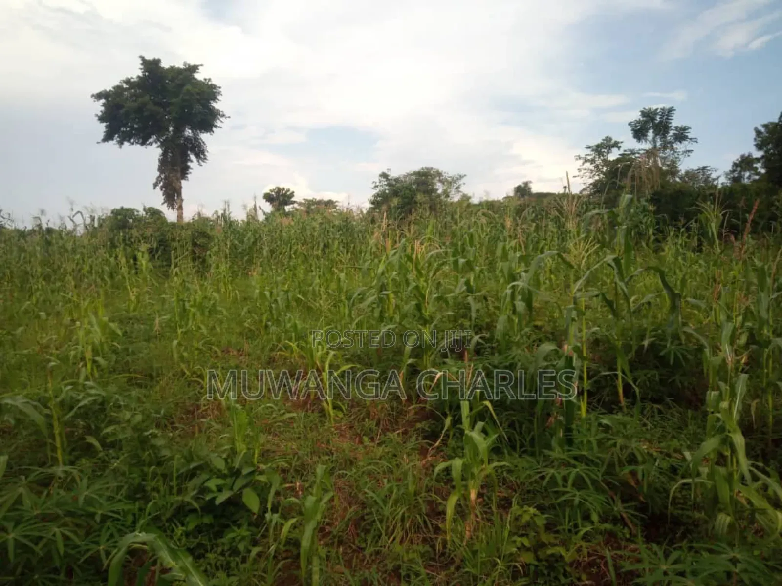 Land for Sale in Wabutungulu in Luwero / Luwero