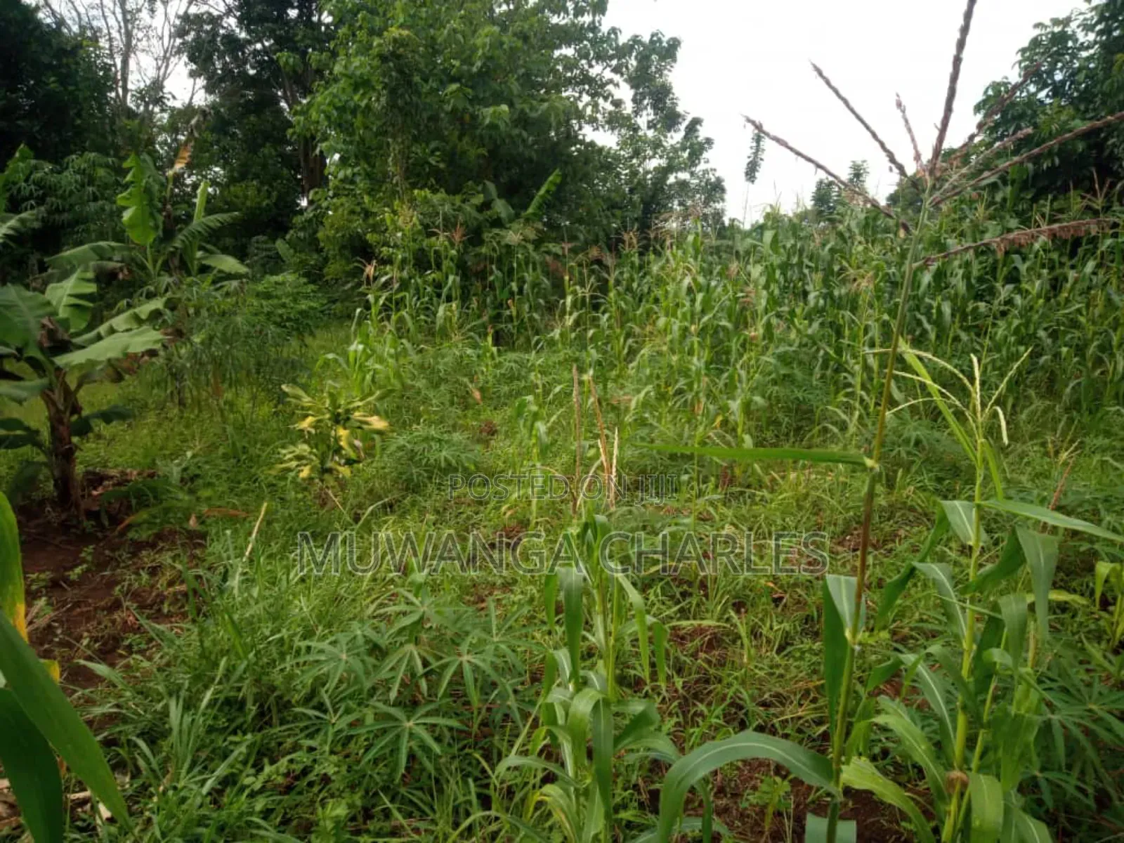 Land for Sale in Wabutungulu in Luwero / Luwero