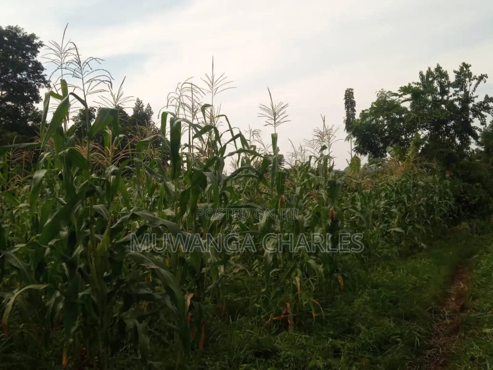 Land for Sale in Wabutungulu in Luwero / Luwero