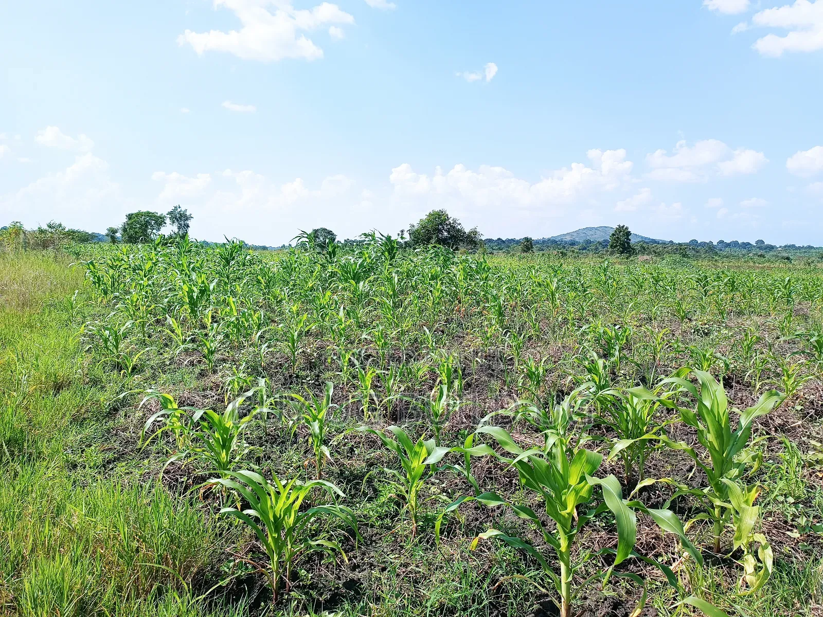 Quick Sale!
#5acres for Sale Gayaza - Zilobw at 13m in Zirobwe