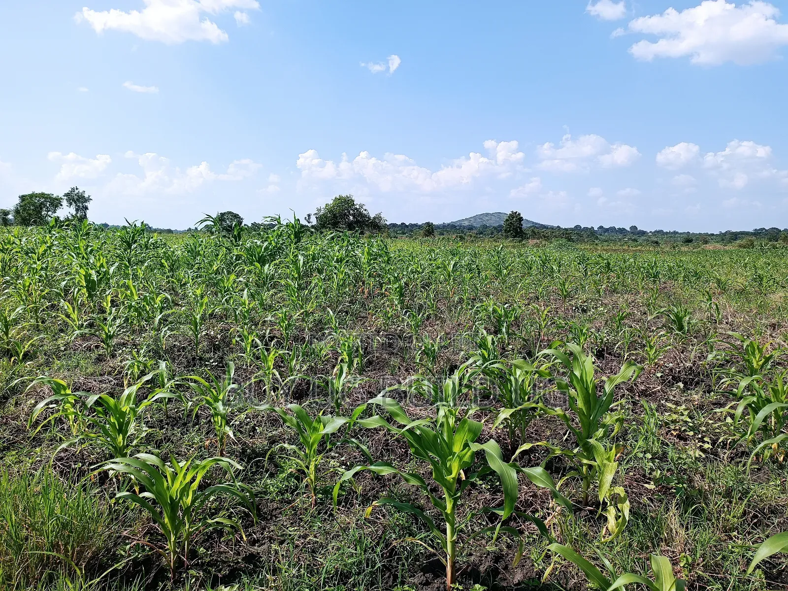 Quick Sale!
#5acres for Sale Gayaza - Zilobw at 13m in Zirobwe