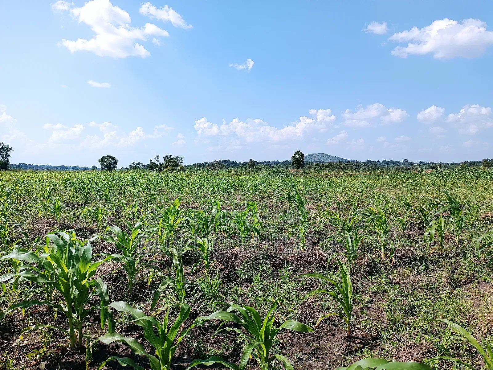 Quick Sale!
#5acres for Sale Gayaza - Zilobw at 13m in Zirobwe