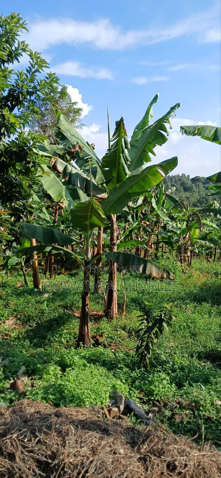 Plot for Sale in Gayaza in Division A