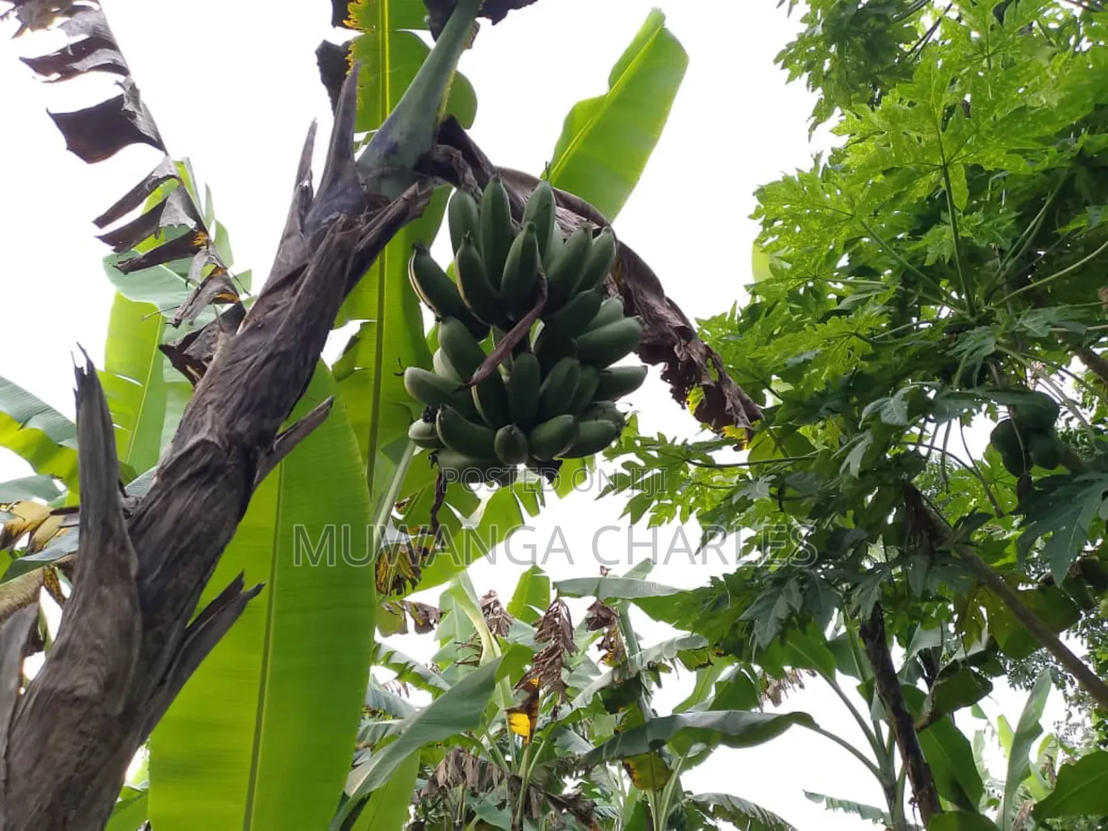 Land for Sale in Zirobwe in Zirobwe