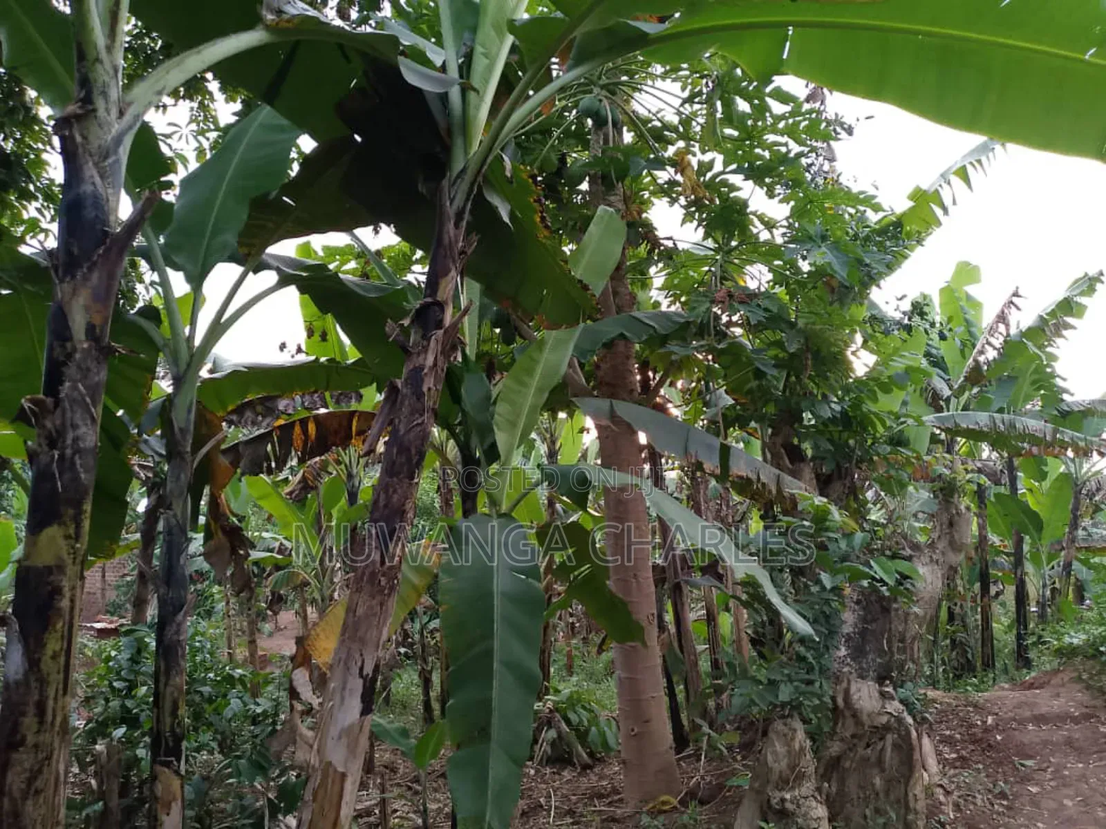 Land for Sale in Zirobwe in Zirobwe