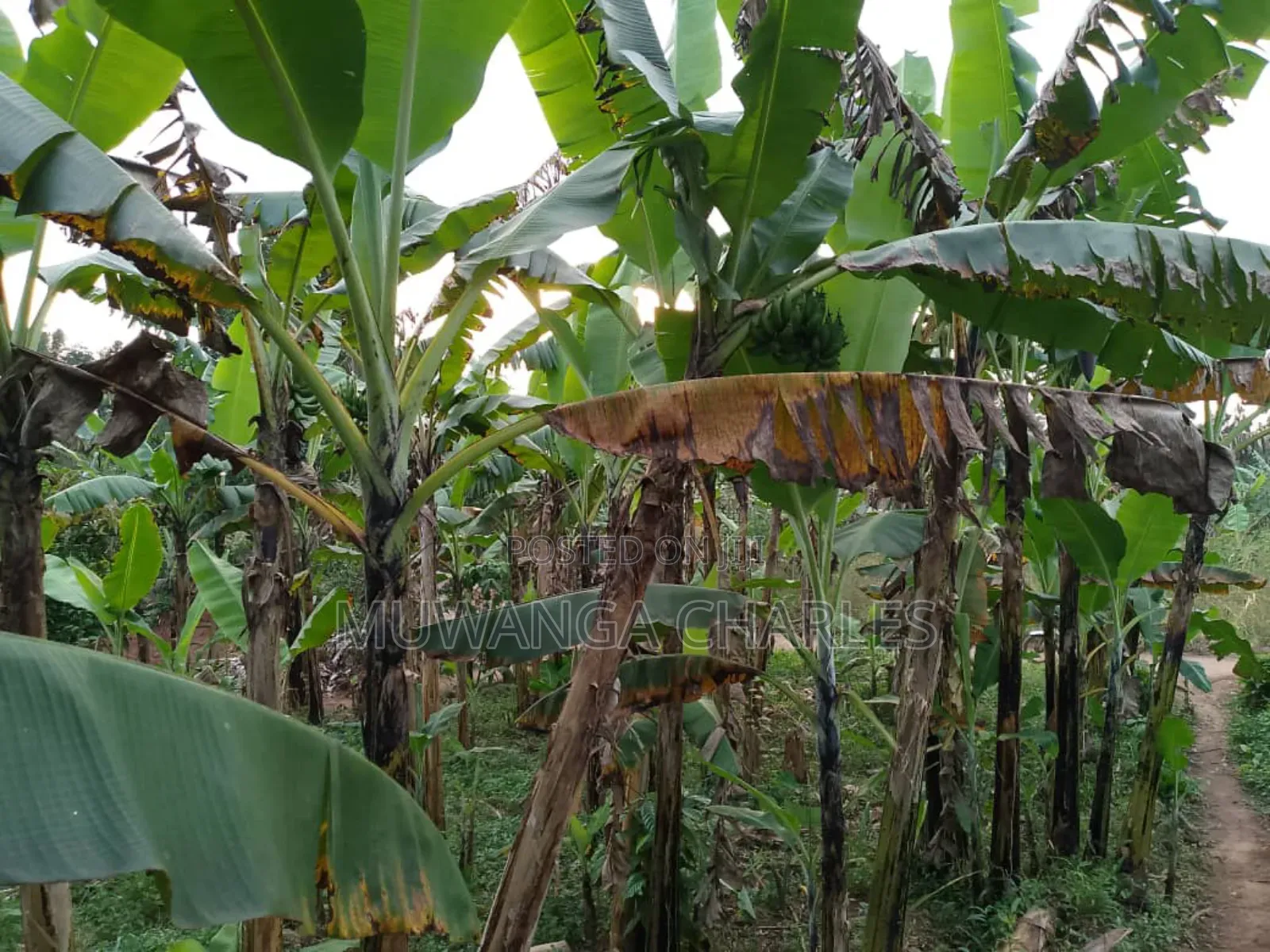 Land for Sale in Zirobwe in Zirobwe