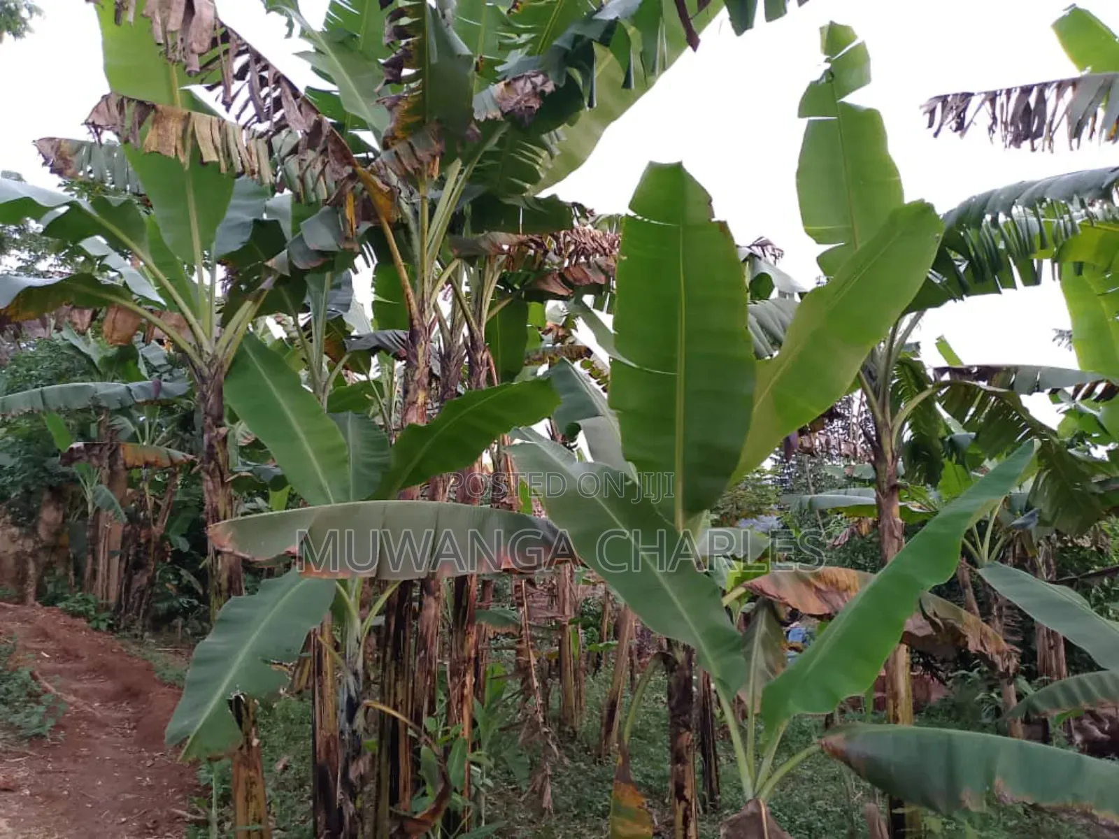 Land for Sale in Zirobwe in Zirobwe