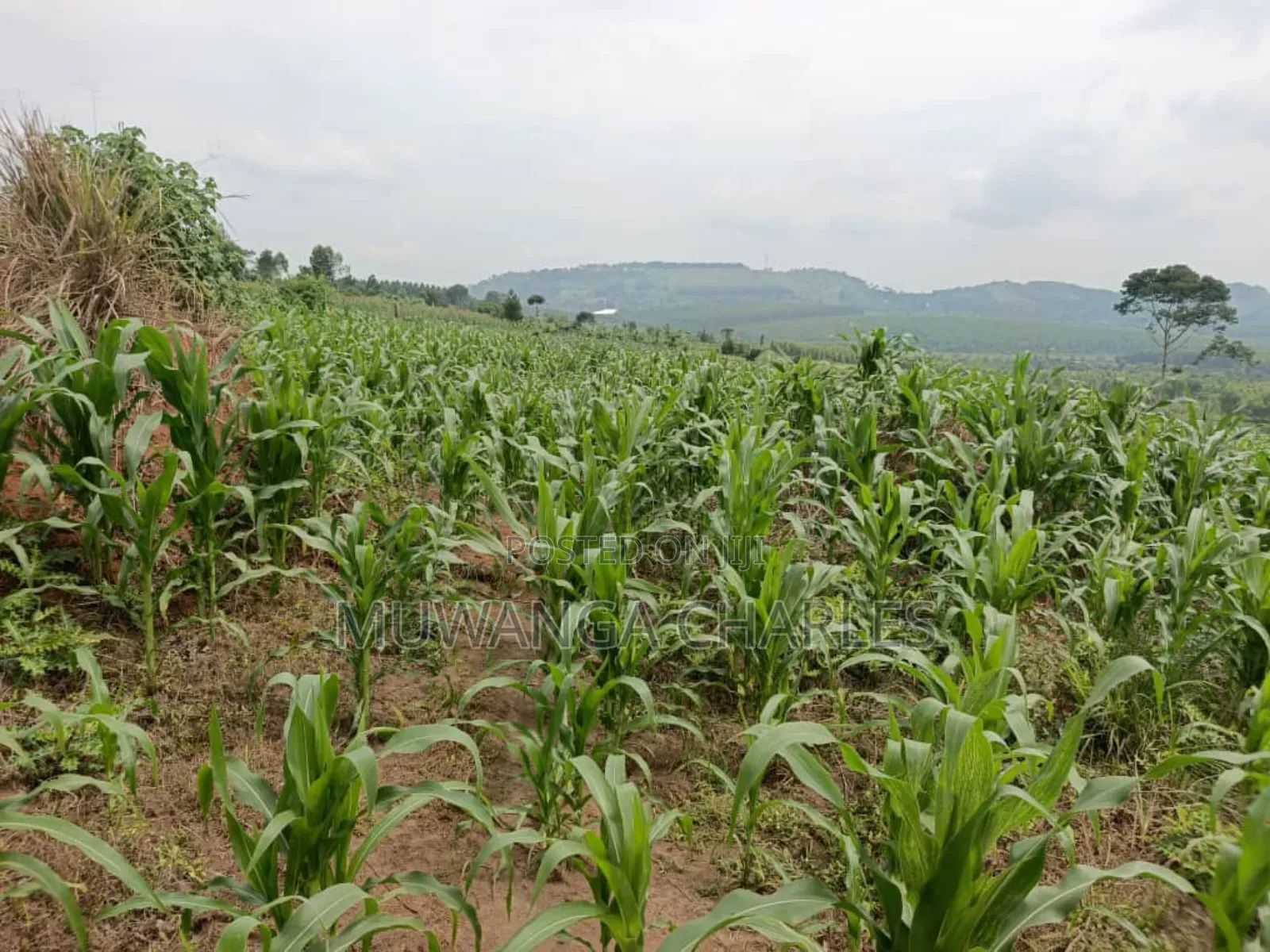Land for Sale in Nakasongola in Kakooge