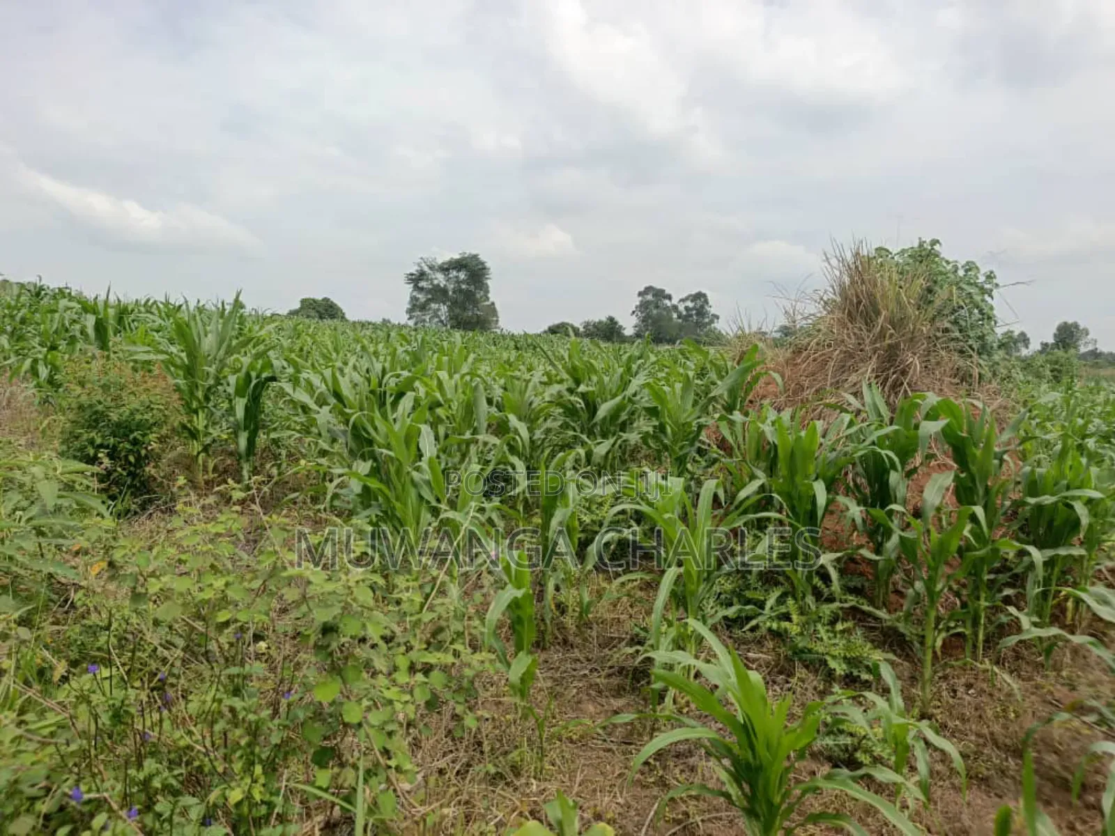 Land for Sale in Nakasongola in Kakooge