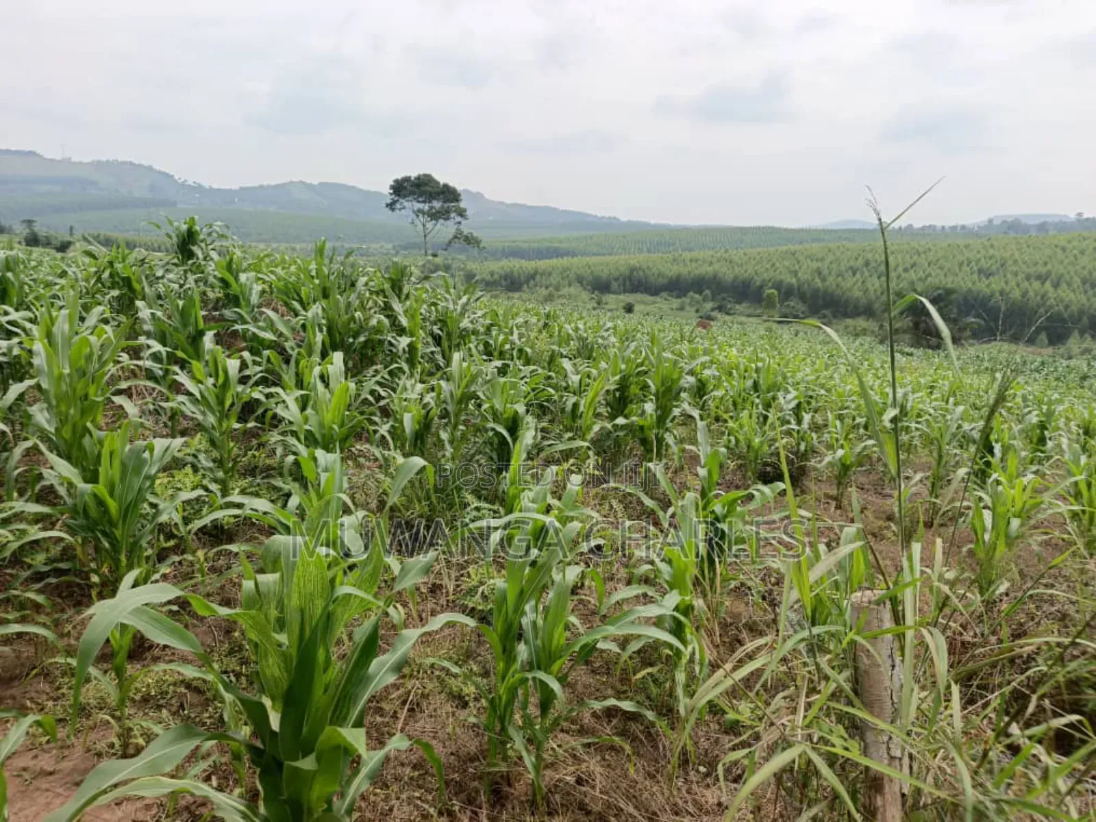 Land for Sale in Nakasongola in Kakooge