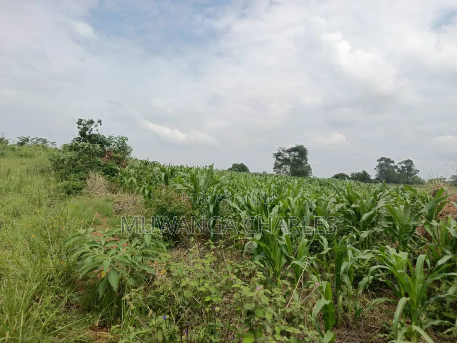 Land for Sale in Nakasongola in Kakooge