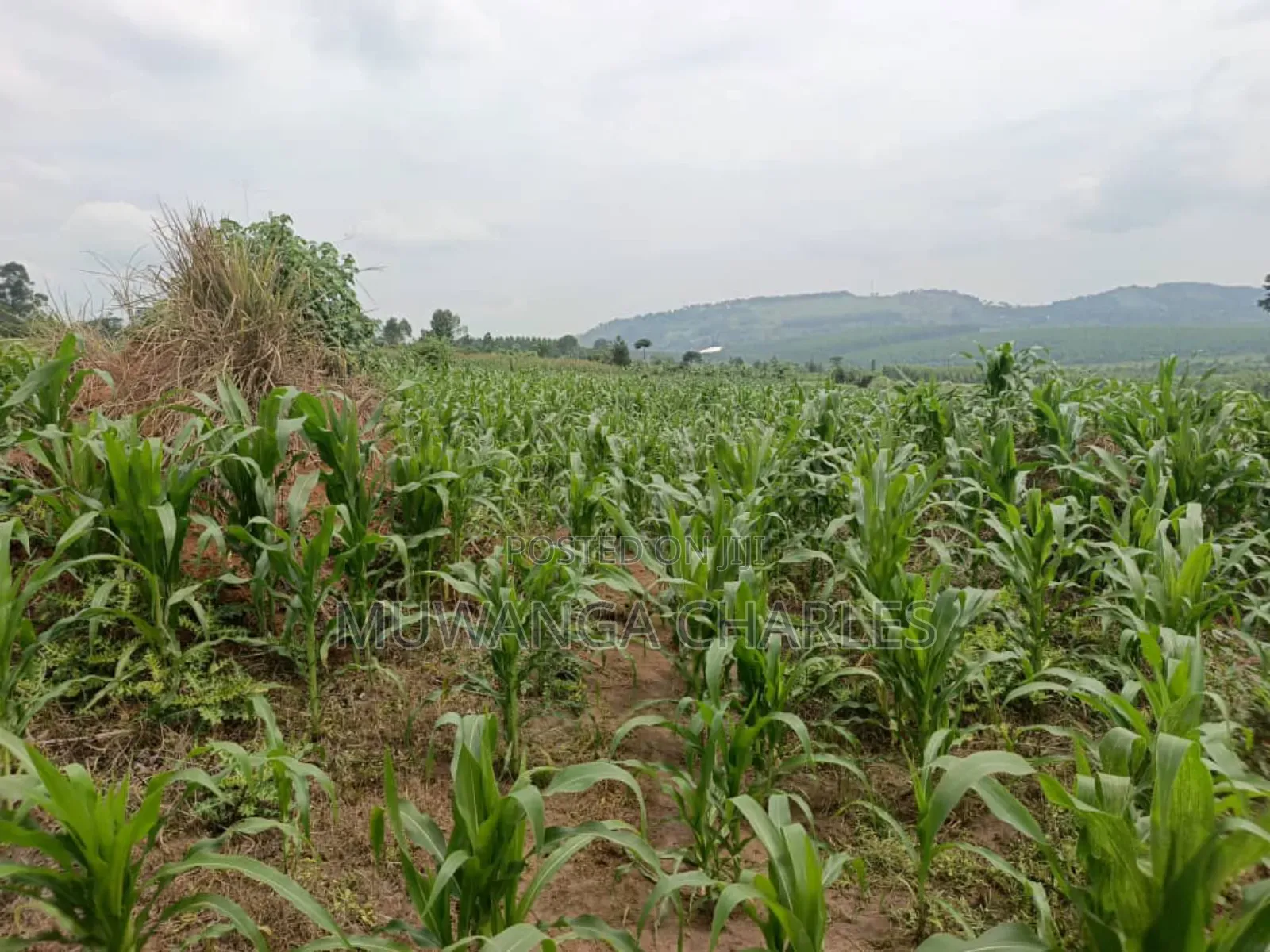 Land for Sale in Nakasongola in Kakooge