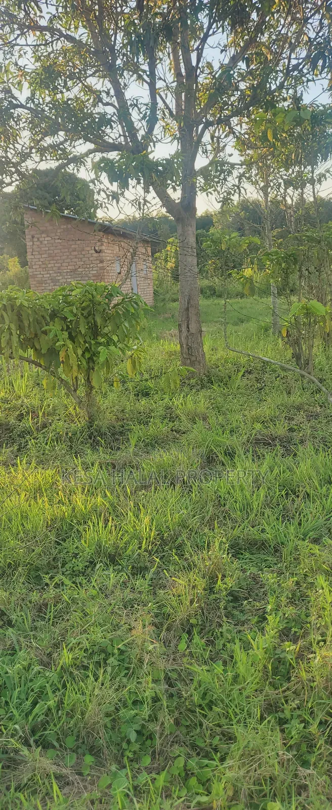 Plots in Lukaya Bulingo at 4M Per Plot 50X100 in Mukungwe