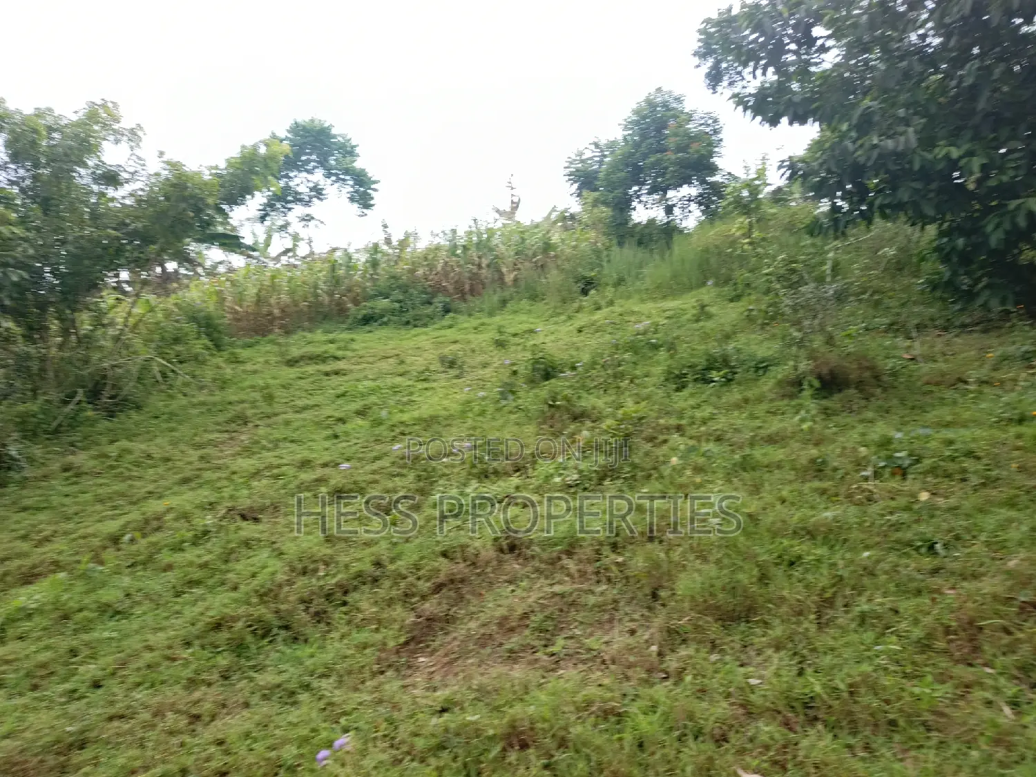 Agricultural Land on Sale in Kyenjojo