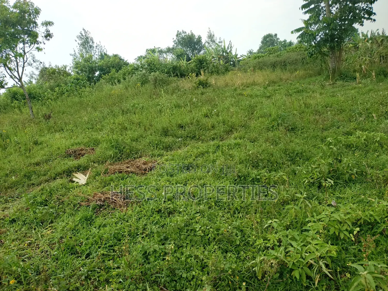 Agricultural Land on Sale in Kyenjojo