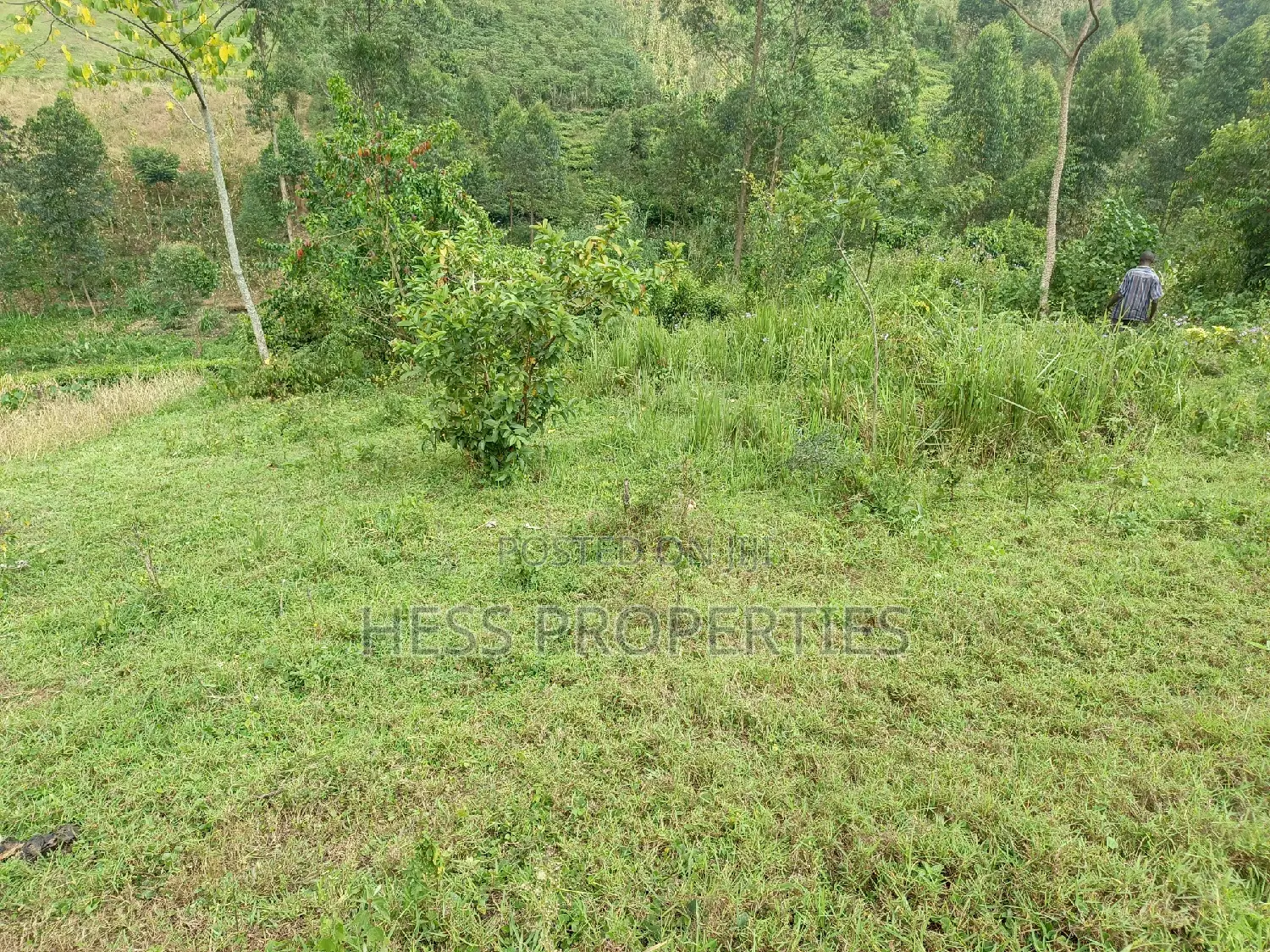 Agricultural Land on Sale in Kyenjojo