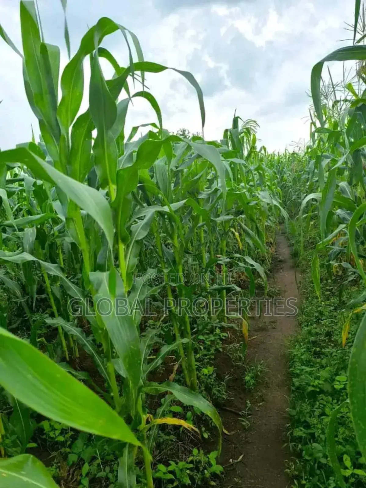 Luwero 54 Acres for Sale in Central Division