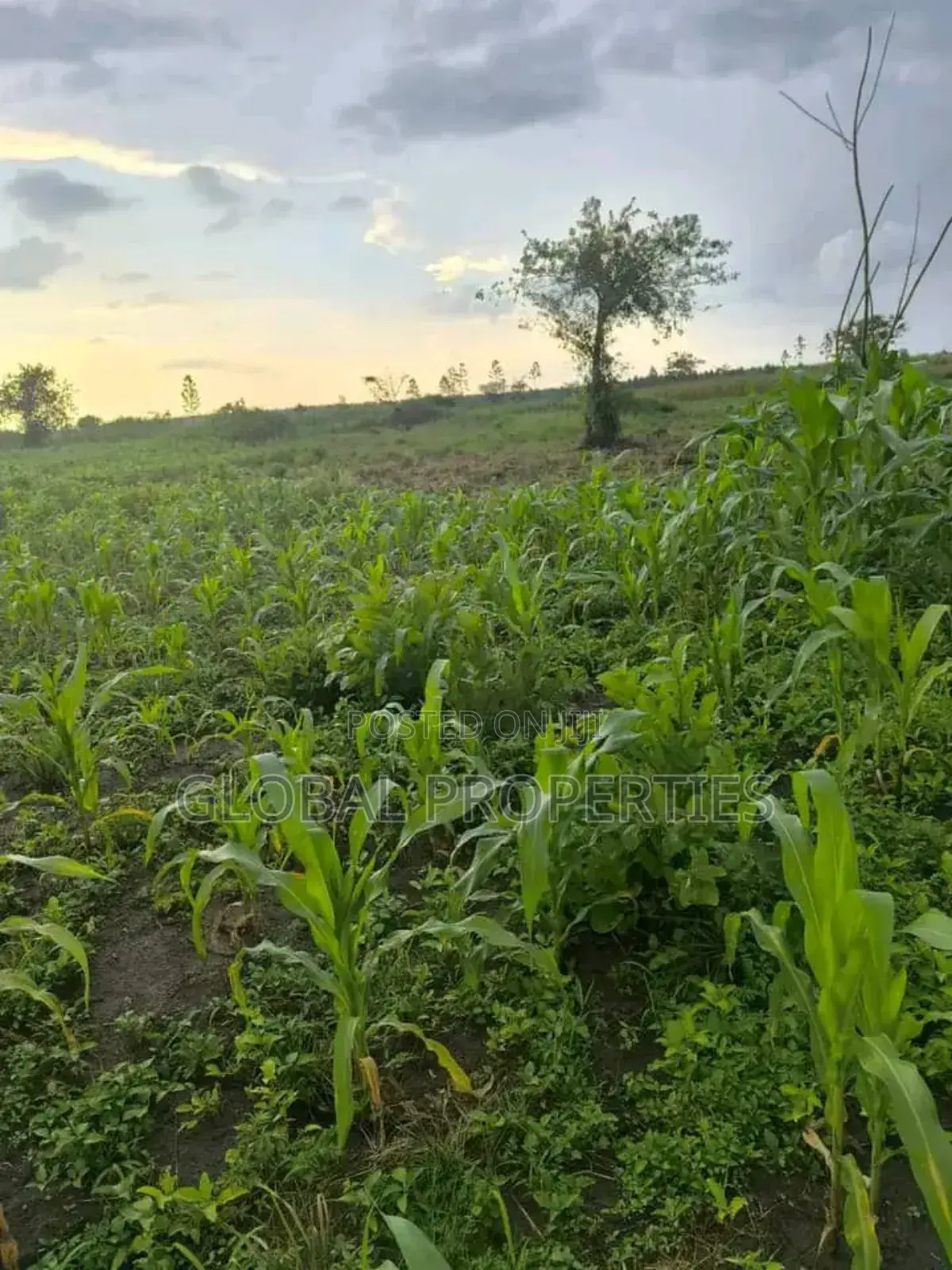 Luwero 54 Acres for Sale in Central Division