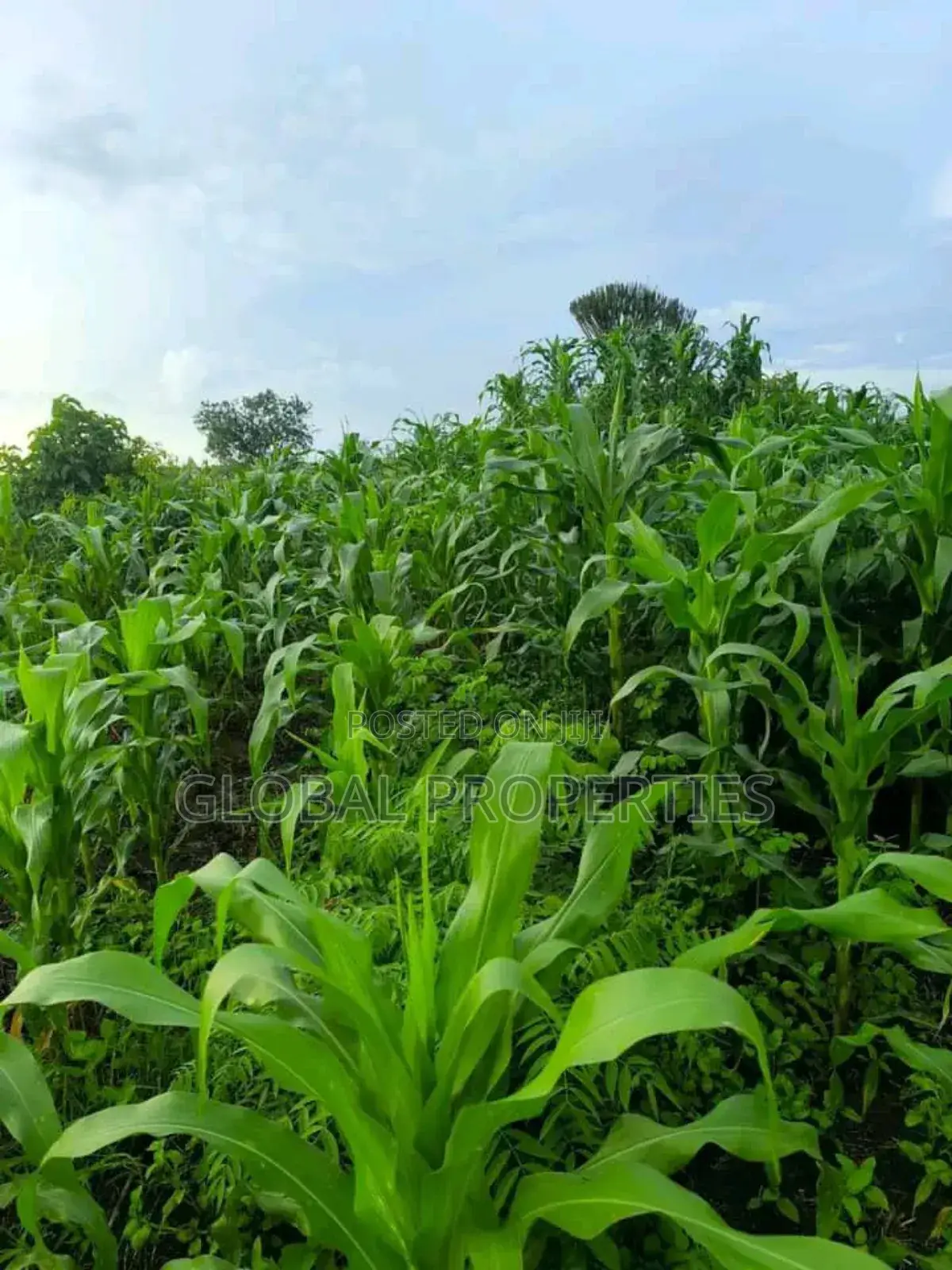 Luwero 54 Acres for Sale in Central Division