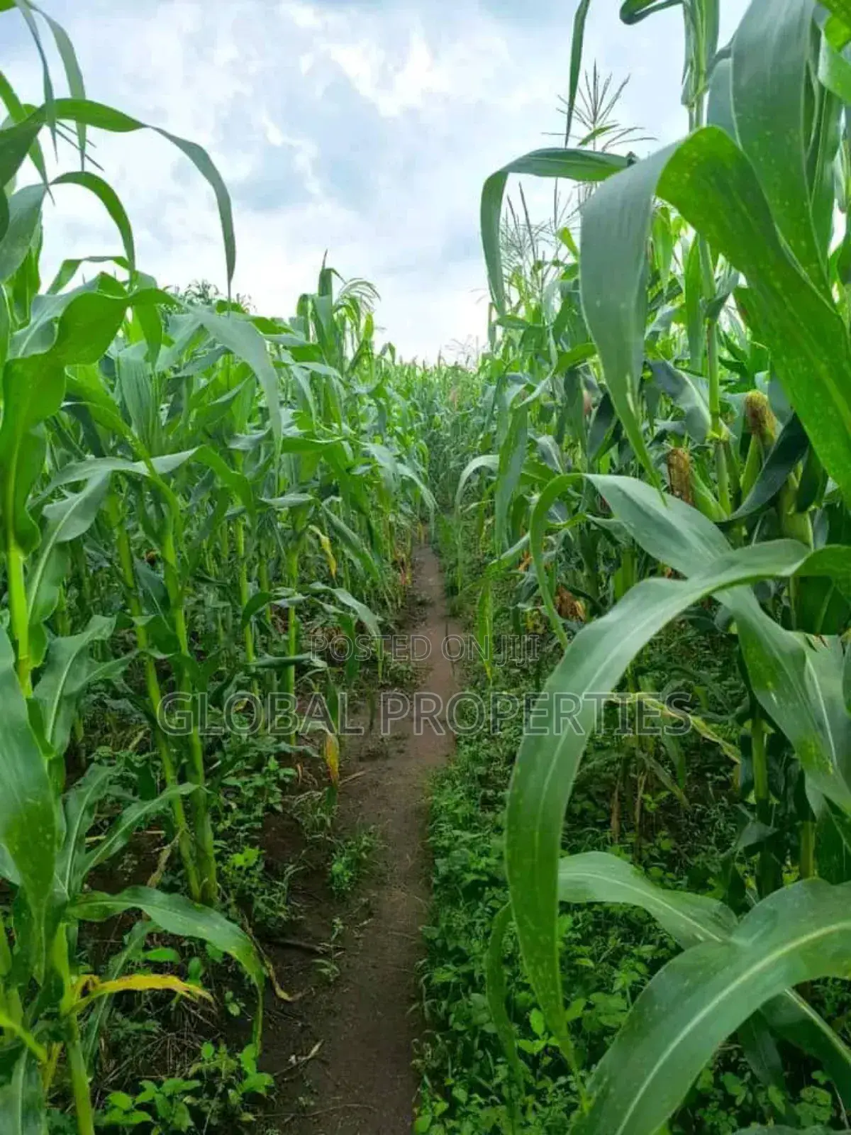 Luwero 54 Acres for Sale in Central Division
