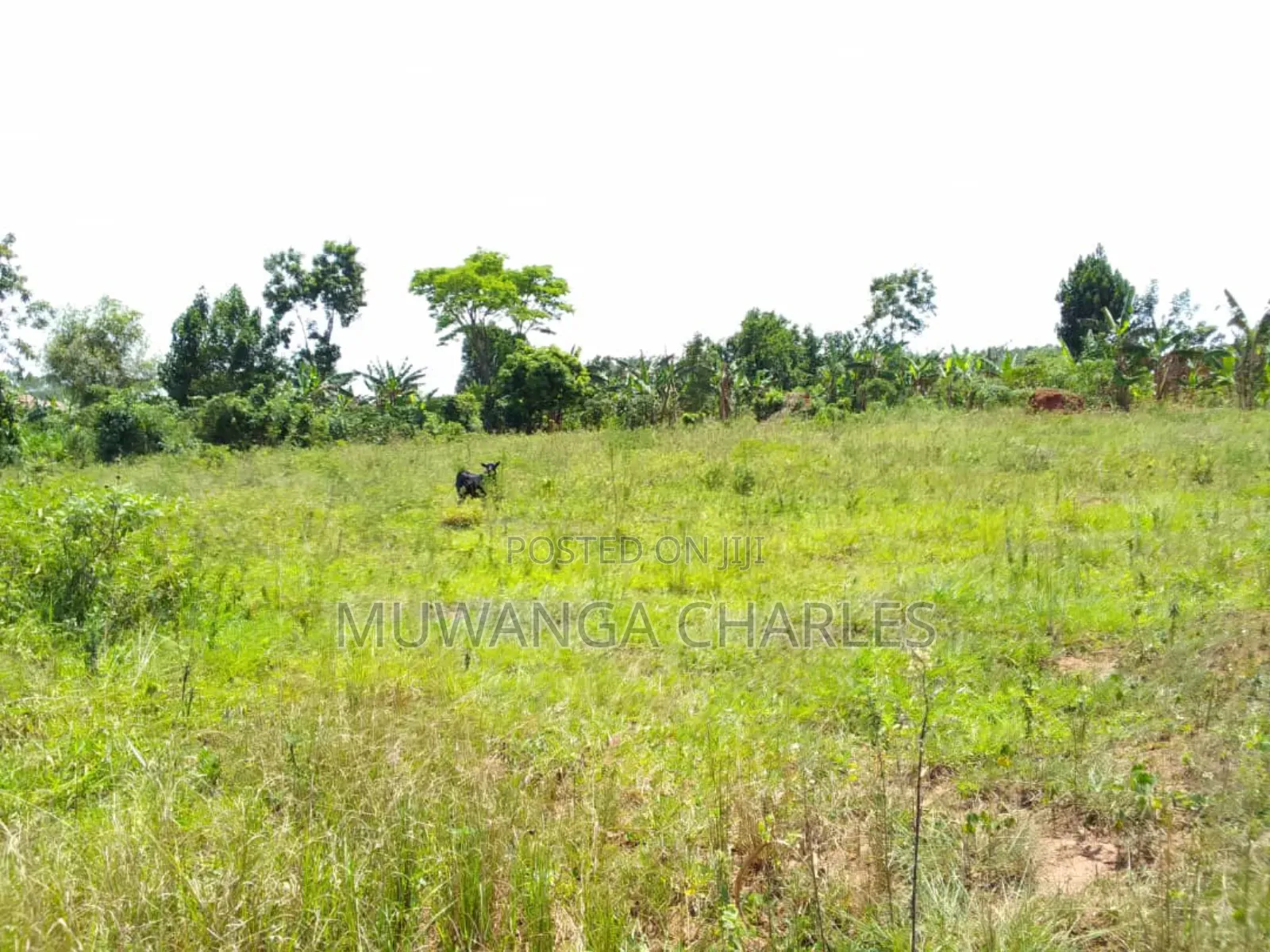 Plot for Sale in Gayaza in Nangabo