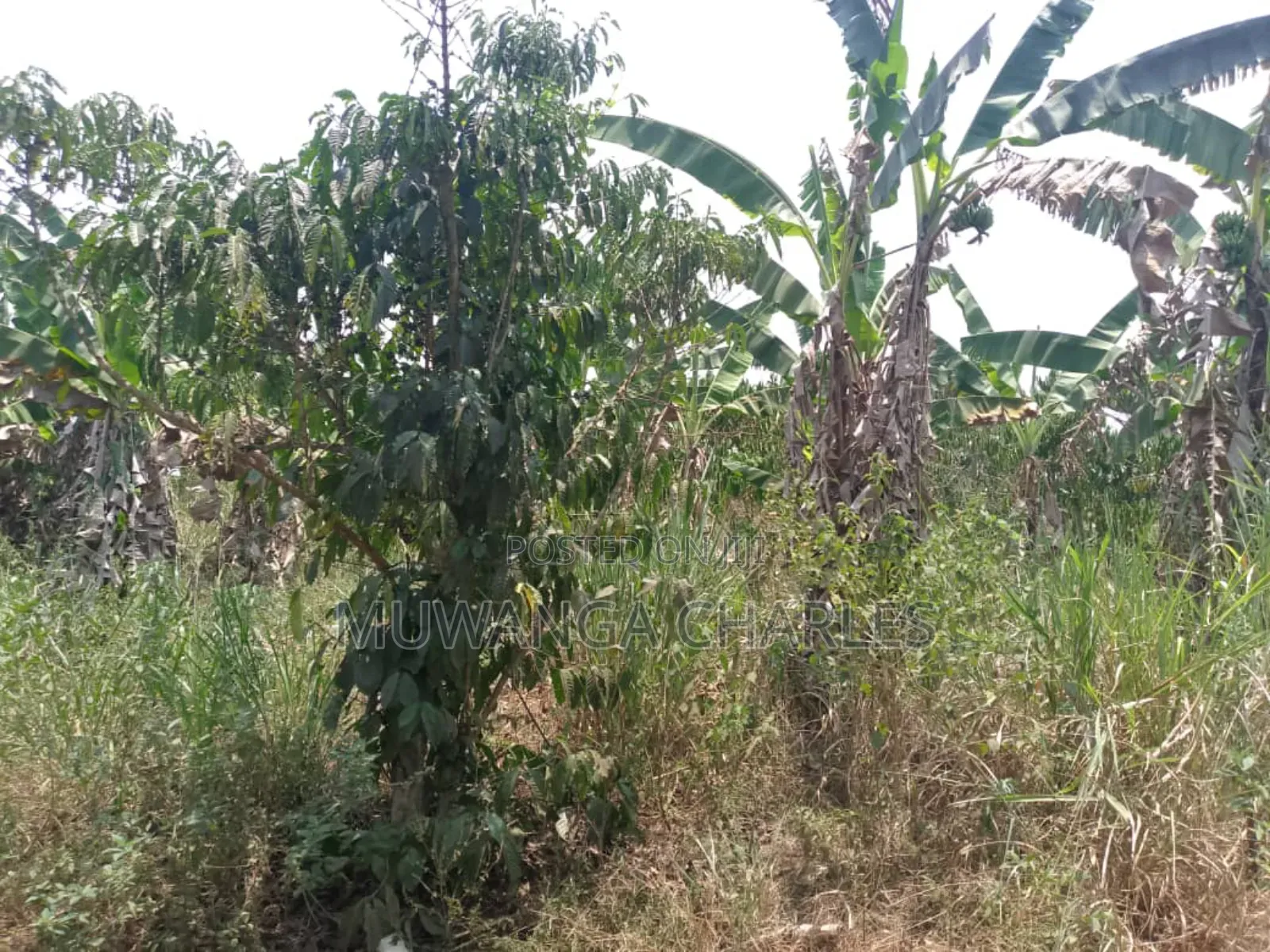 Plot for Sale in Gayaza Busiika in Luwero / Luwero
