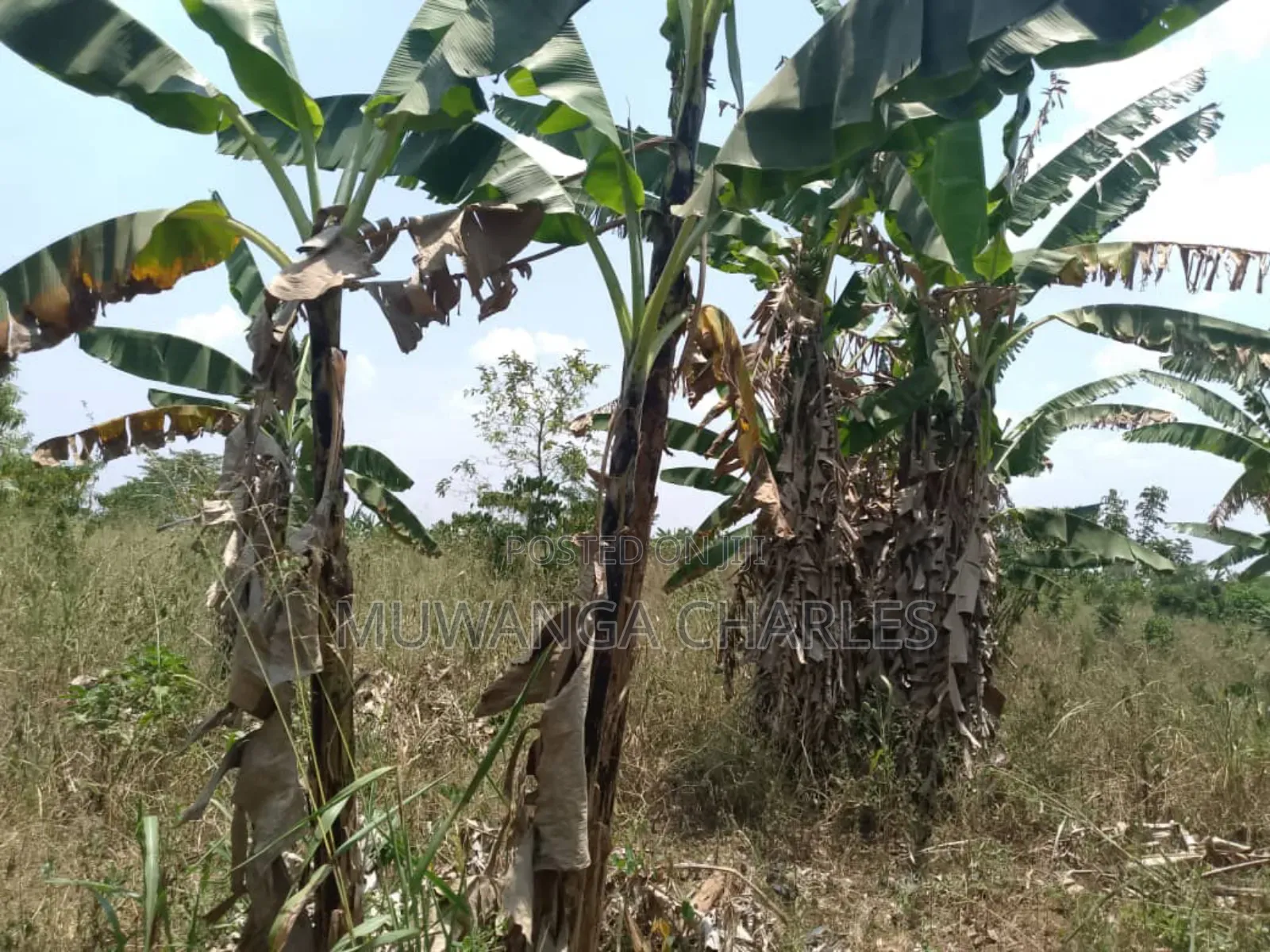 Plot for Sale in Gayaza Busiika in Luwero / Luwero