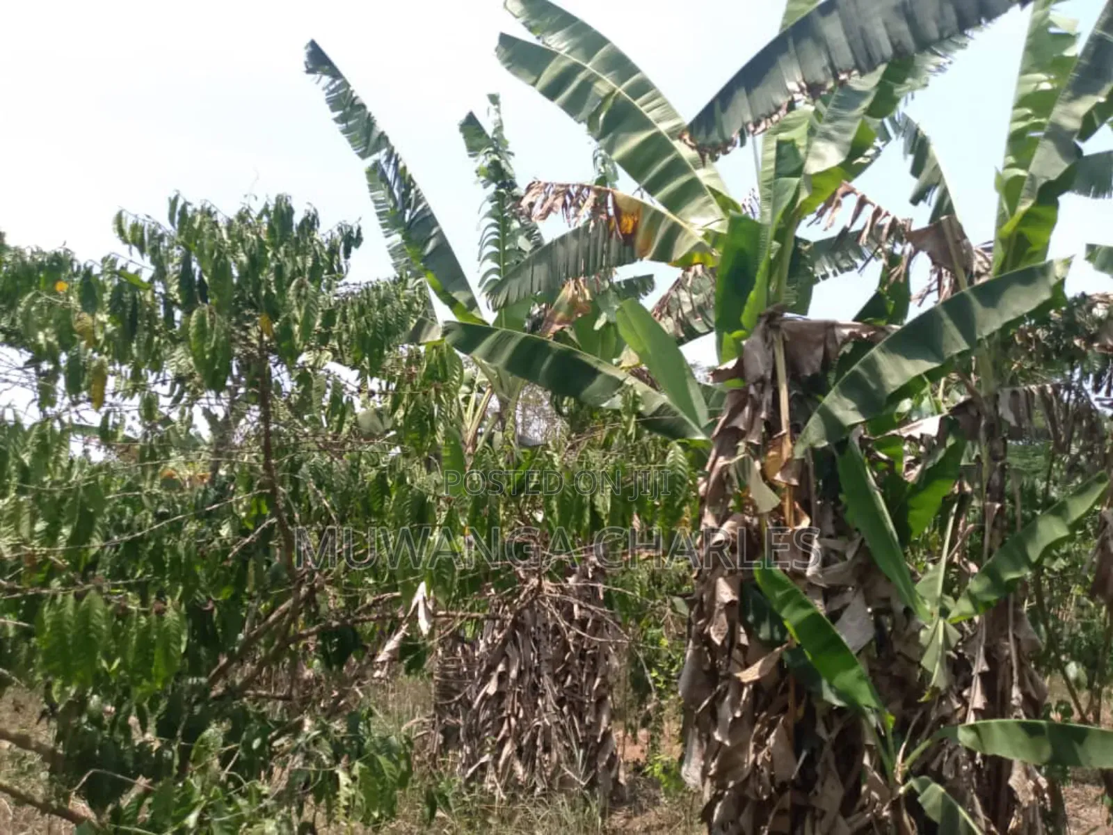 Plot for Sale in Gayaza Busiika in Luwero / Luwero