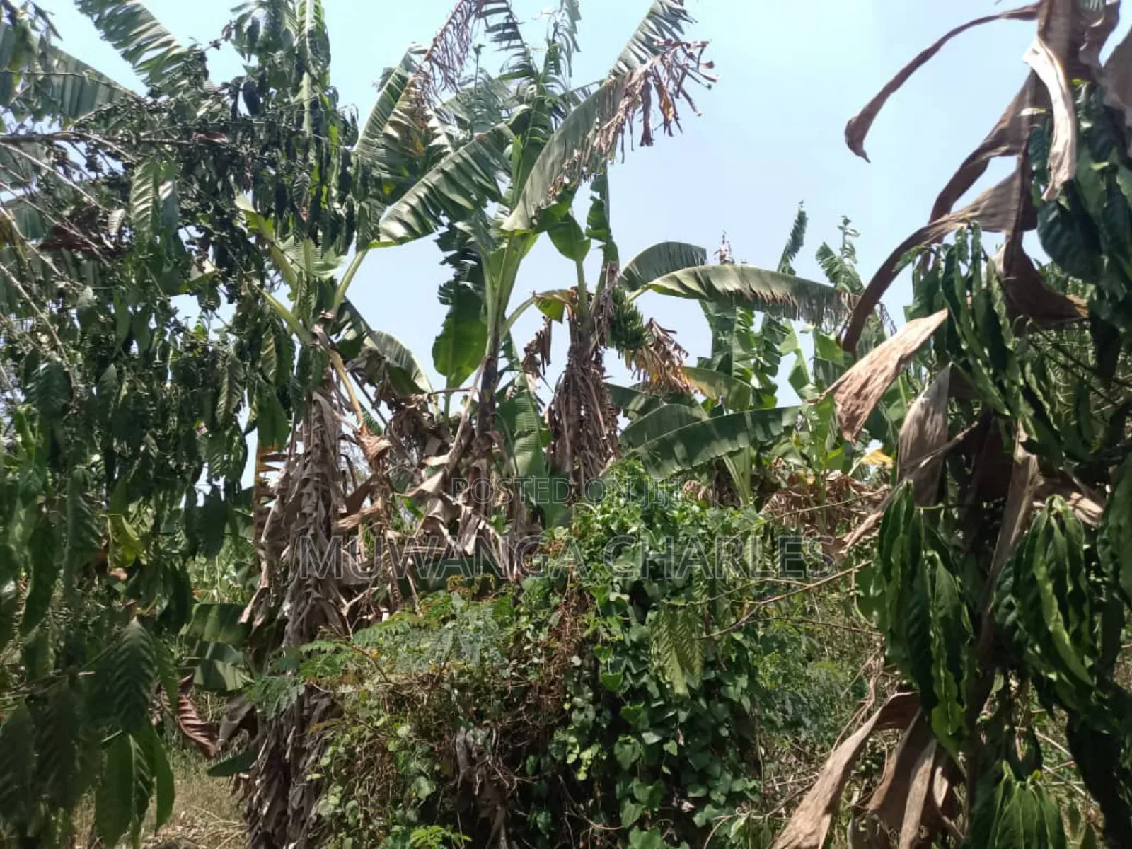 Plot for Sale in Gayaza Busiika in Luwero / Luwero