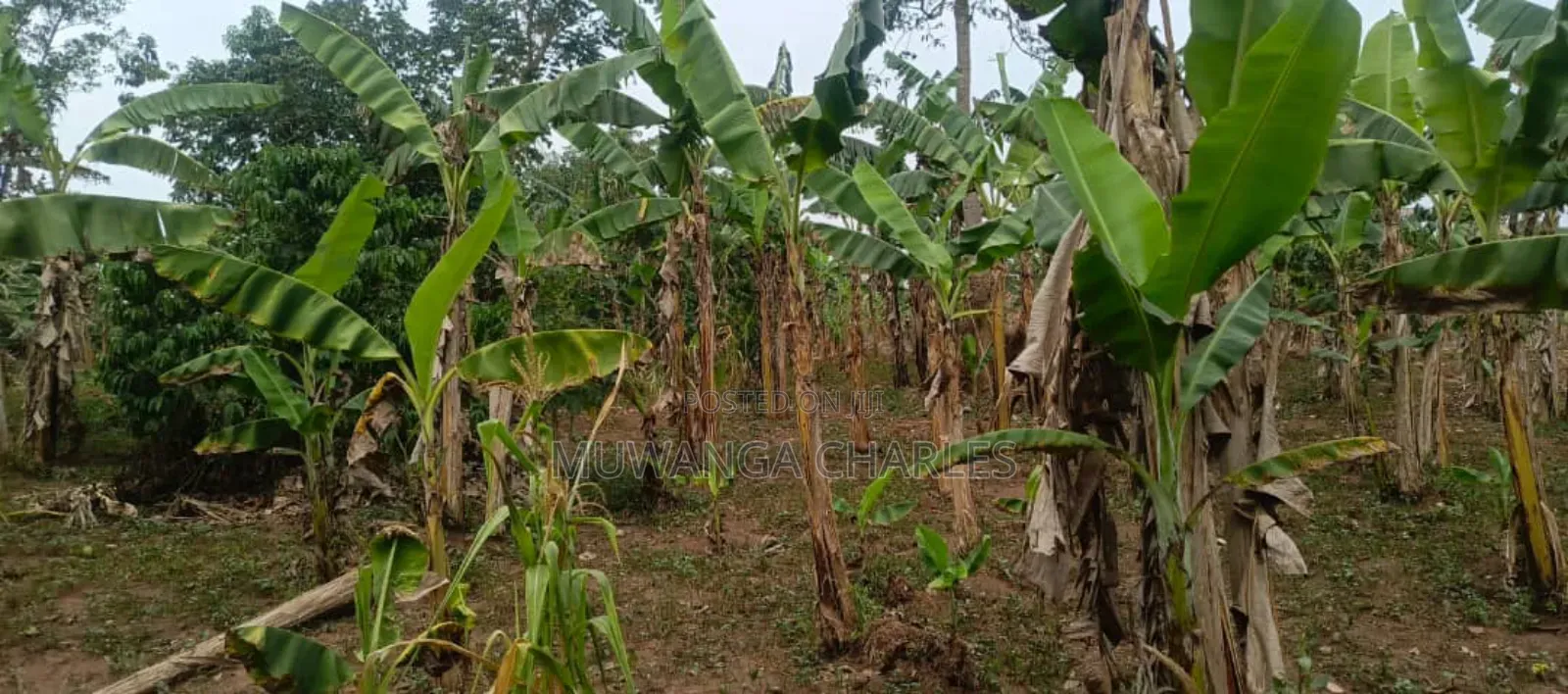 Plot for Rent in Kisaasi in Nakawa