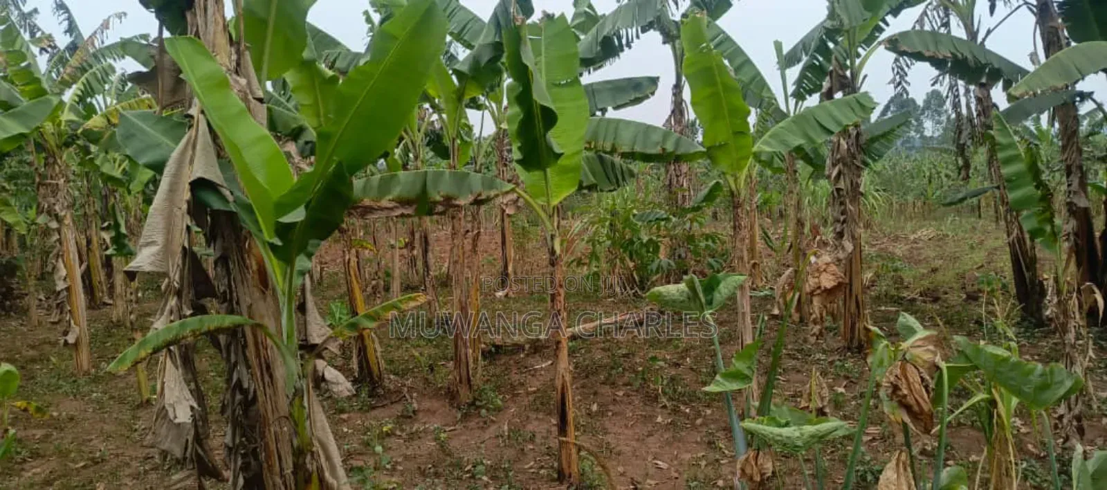 Plot for Rent in Kisaasi in Nakawa