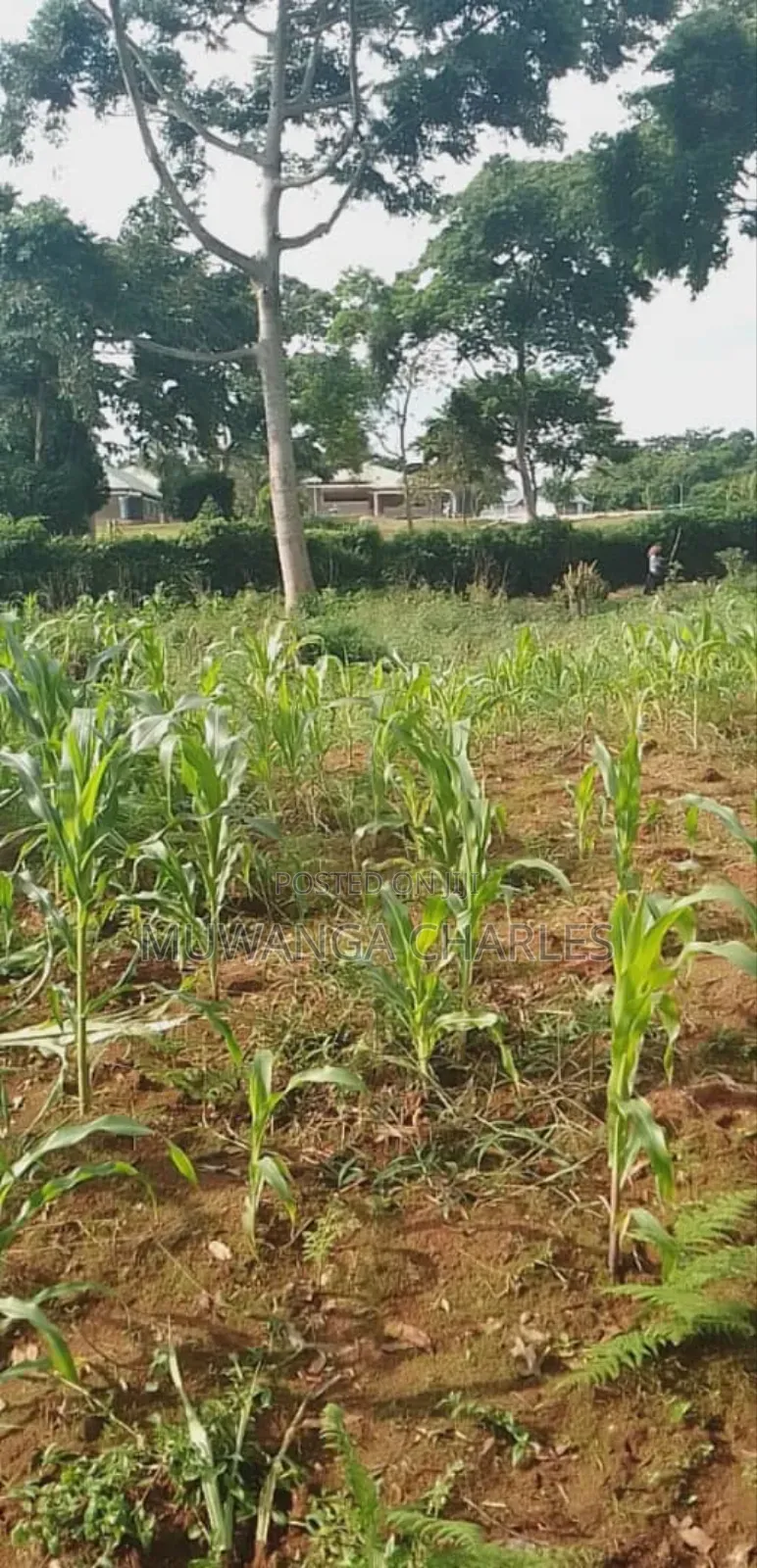 Plot for Sale in Bugema in Luwero TC