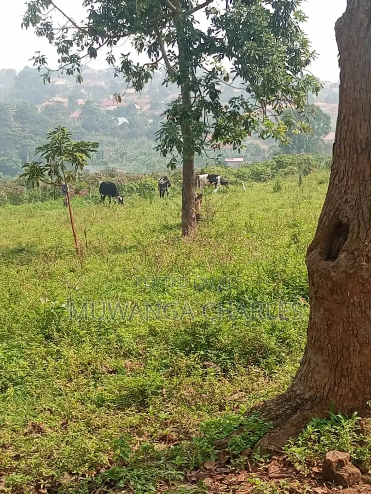 Land for Sale in Buwambo in Division B
