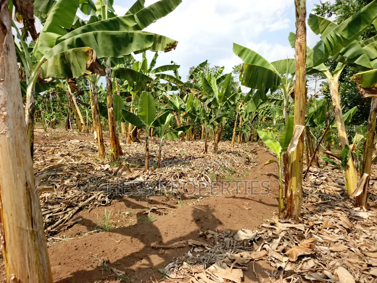 Residential Land Sale in Kyenjojo