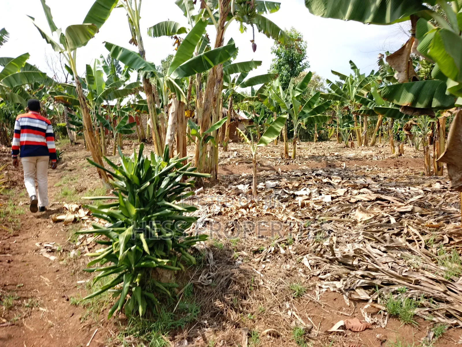 Residential Land Sale in Kyenjojo