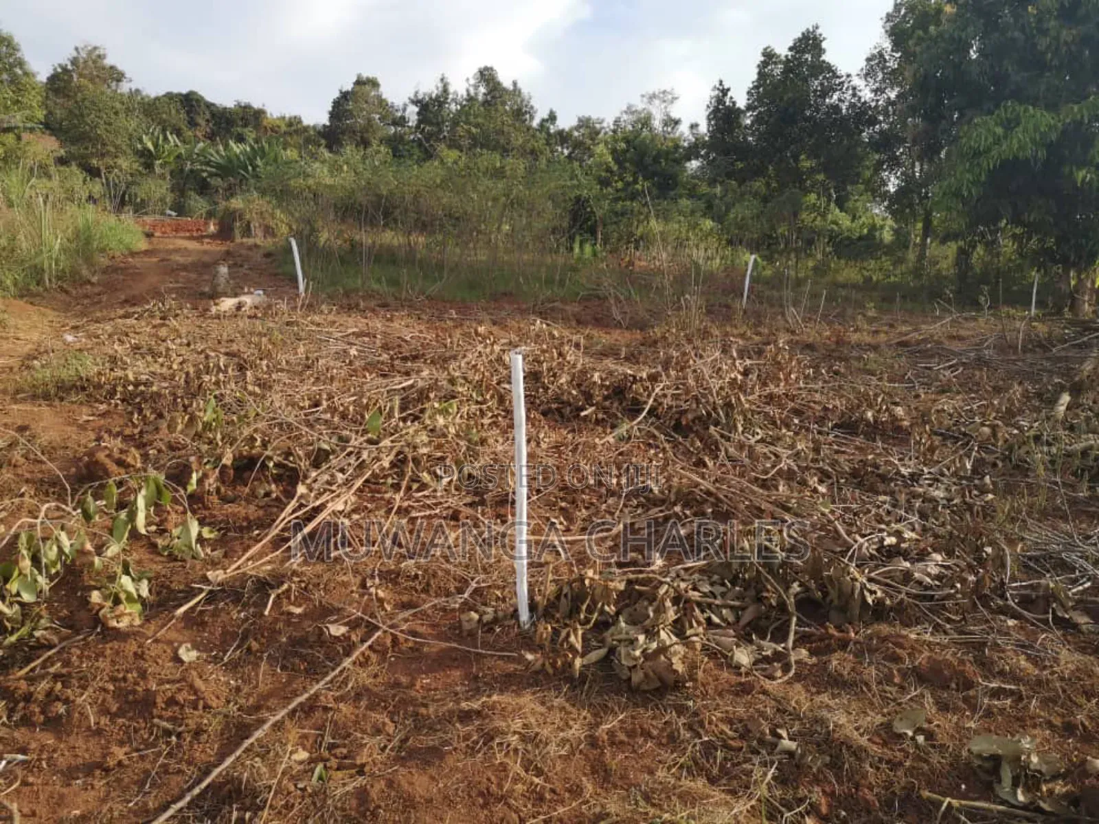 Plot's for Sale in Busika Near Town in Division B