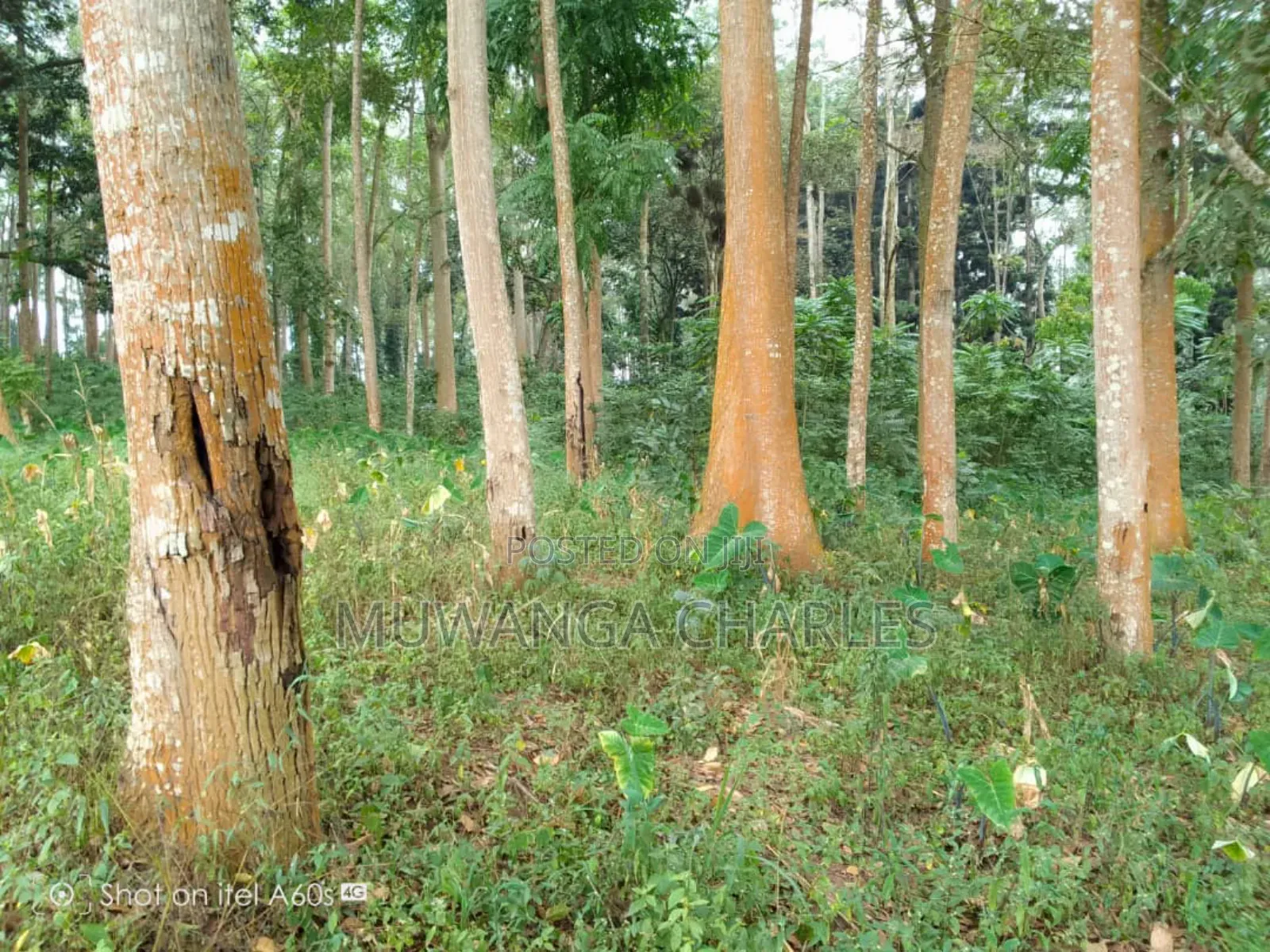 Land for Sale in Vumba Zirobwe Road in Luwero TC