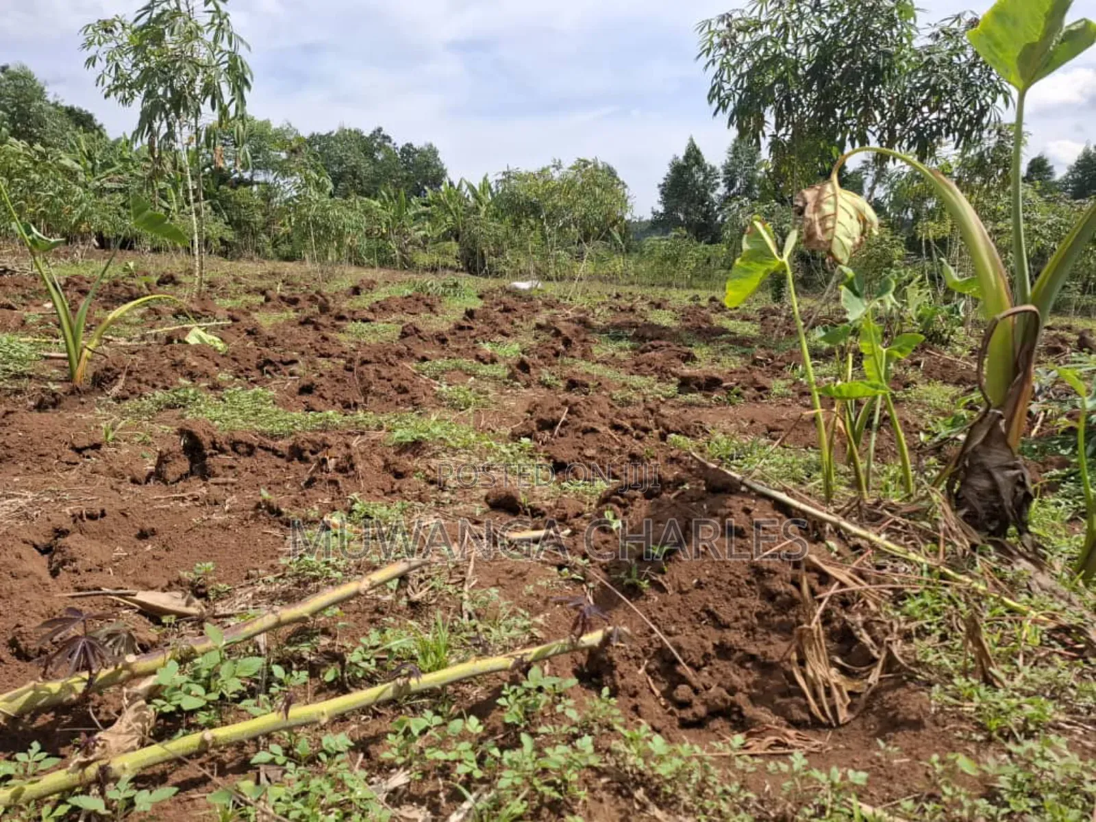 Land for Sale in Vumba Zirobwe Road in Luwero TC