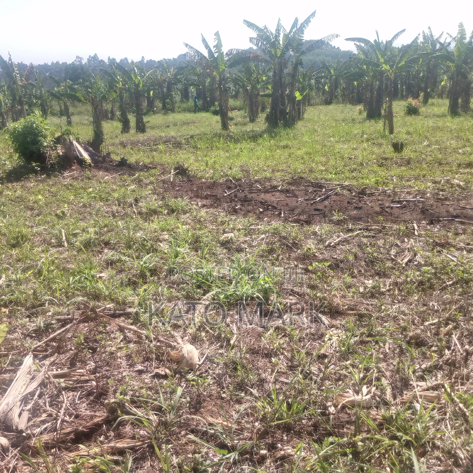 13 Acres for Sale at Mukono Nama Bulika in Mukono TC